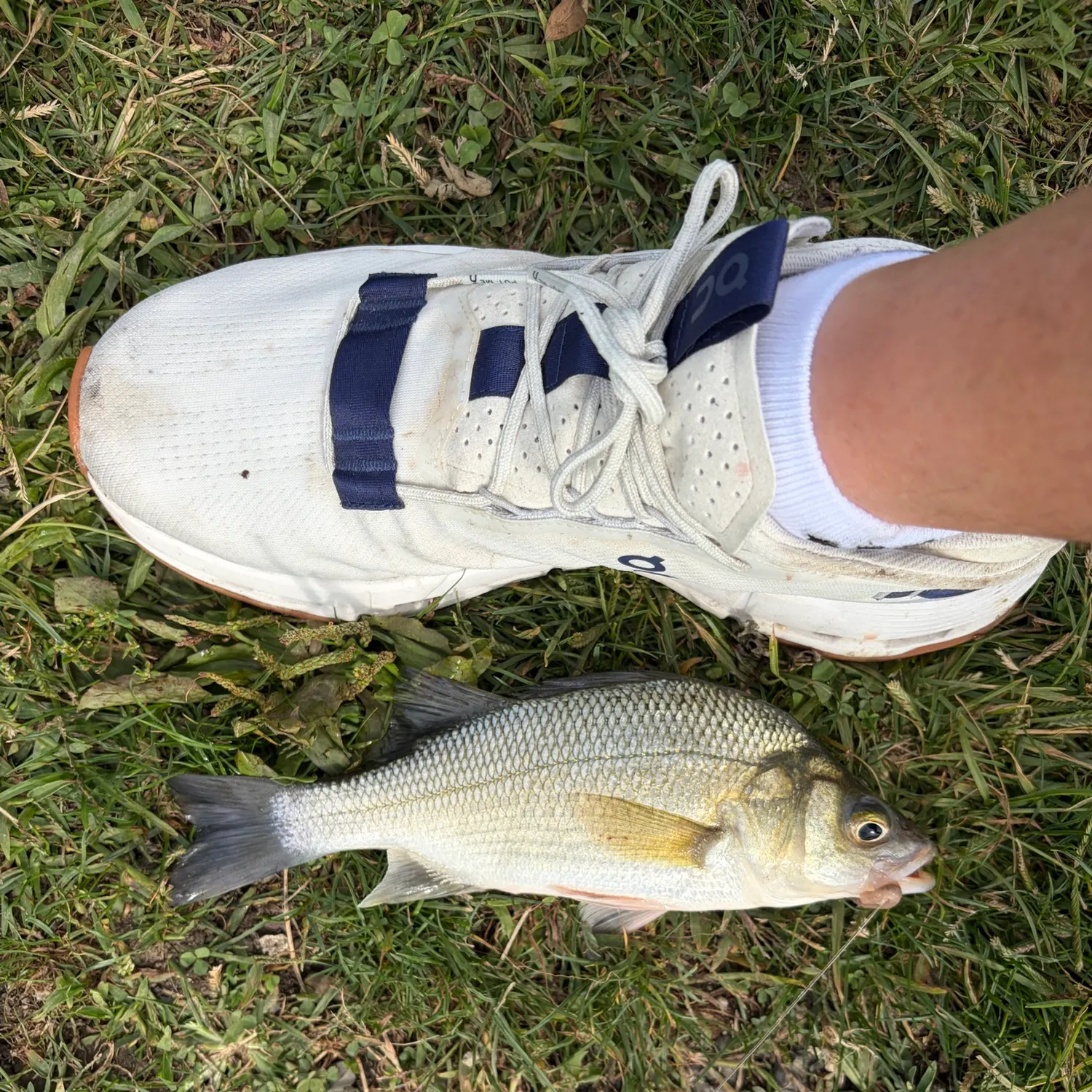 White perch caught on Fishbrain