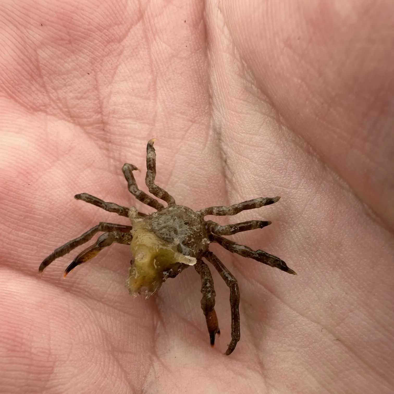 The most recent Northern kelp crab catches on Fishbrain