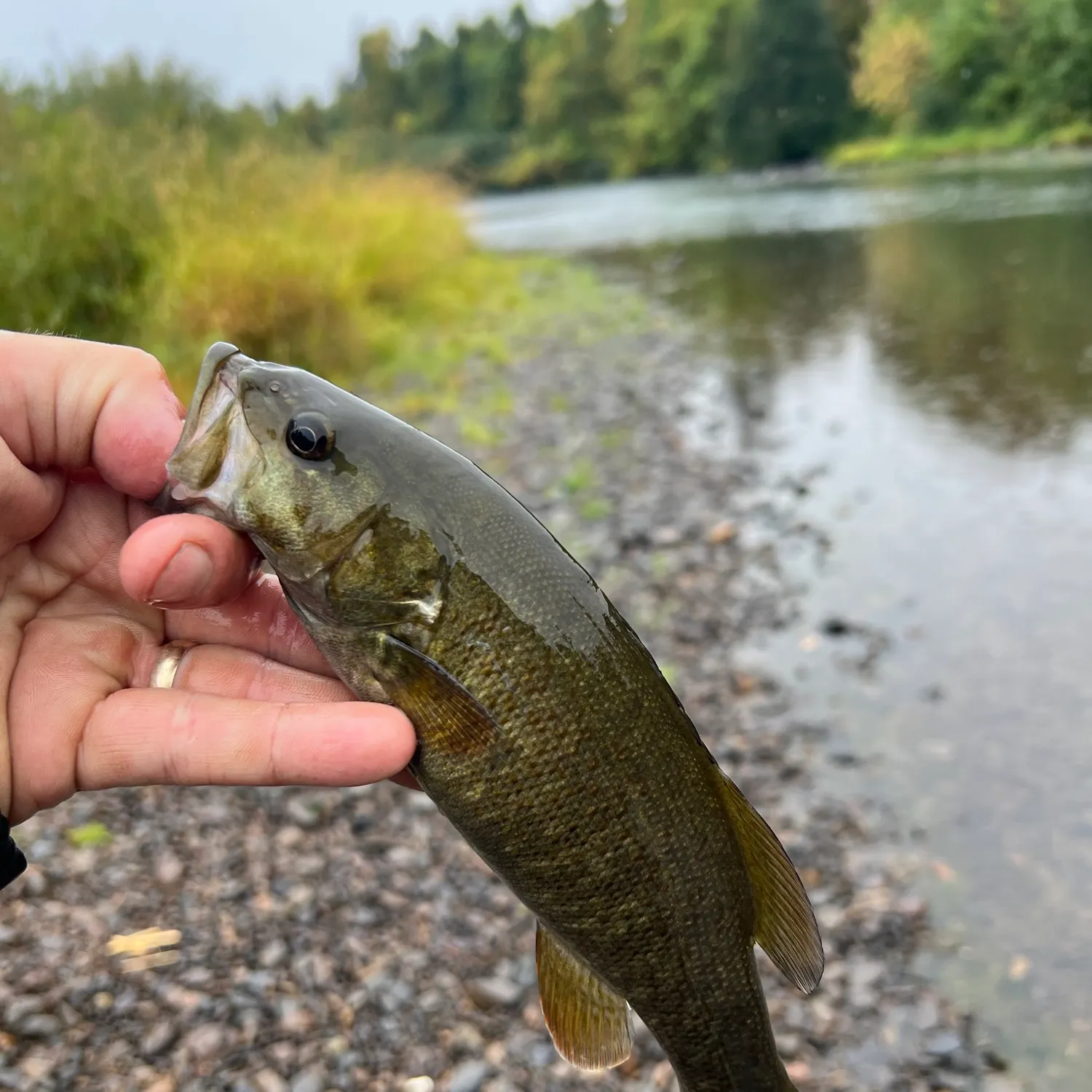 Smallmouth bass caught on Fishbrain