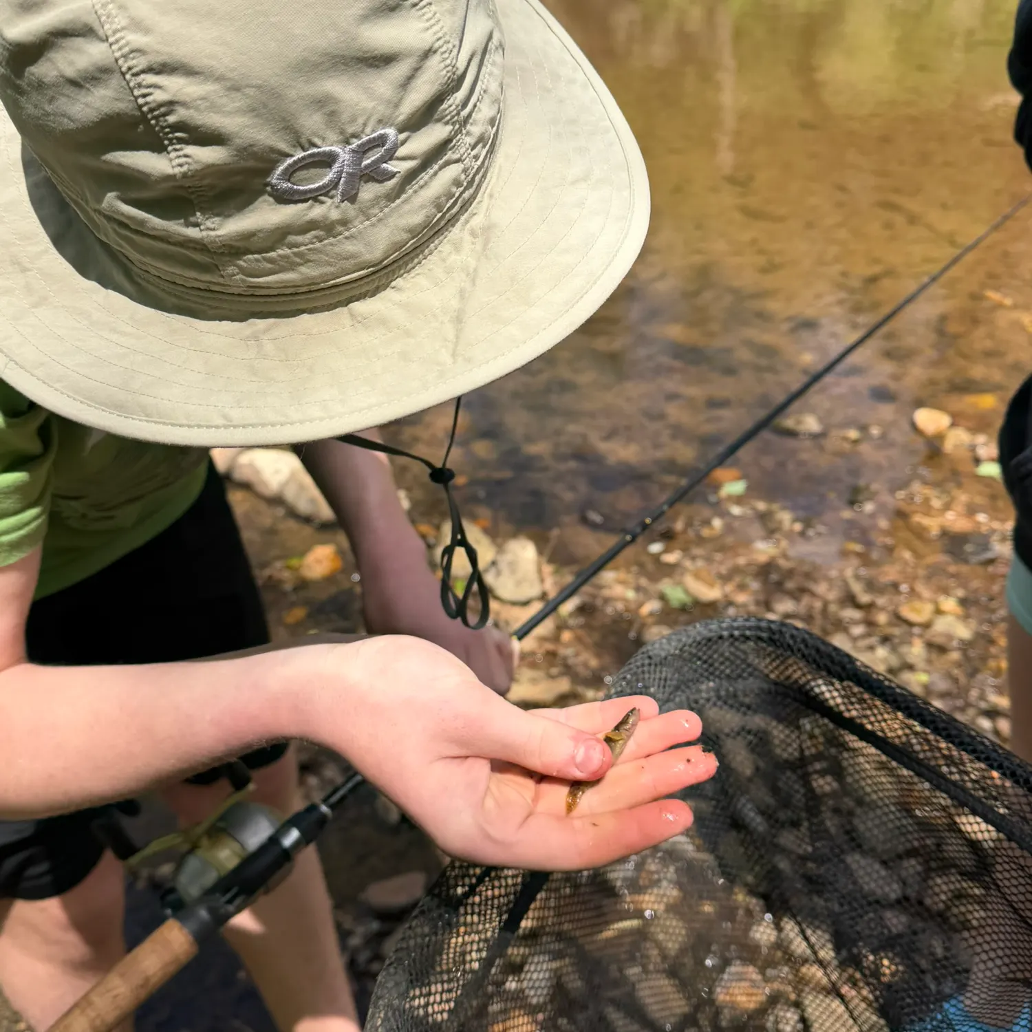 The most recent Fantail darter catches on Fishbrain
