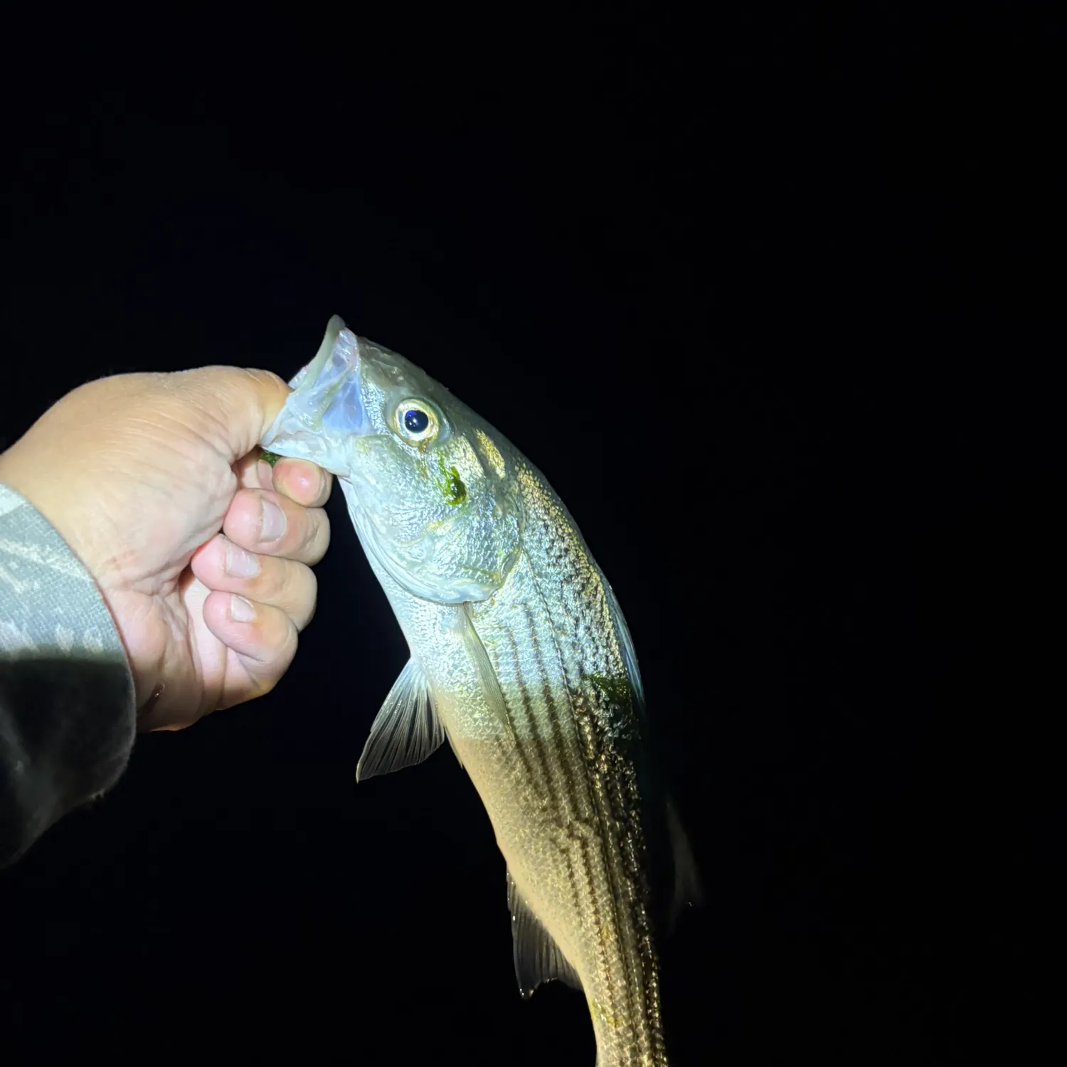 Striped bass caught on Fishbrain