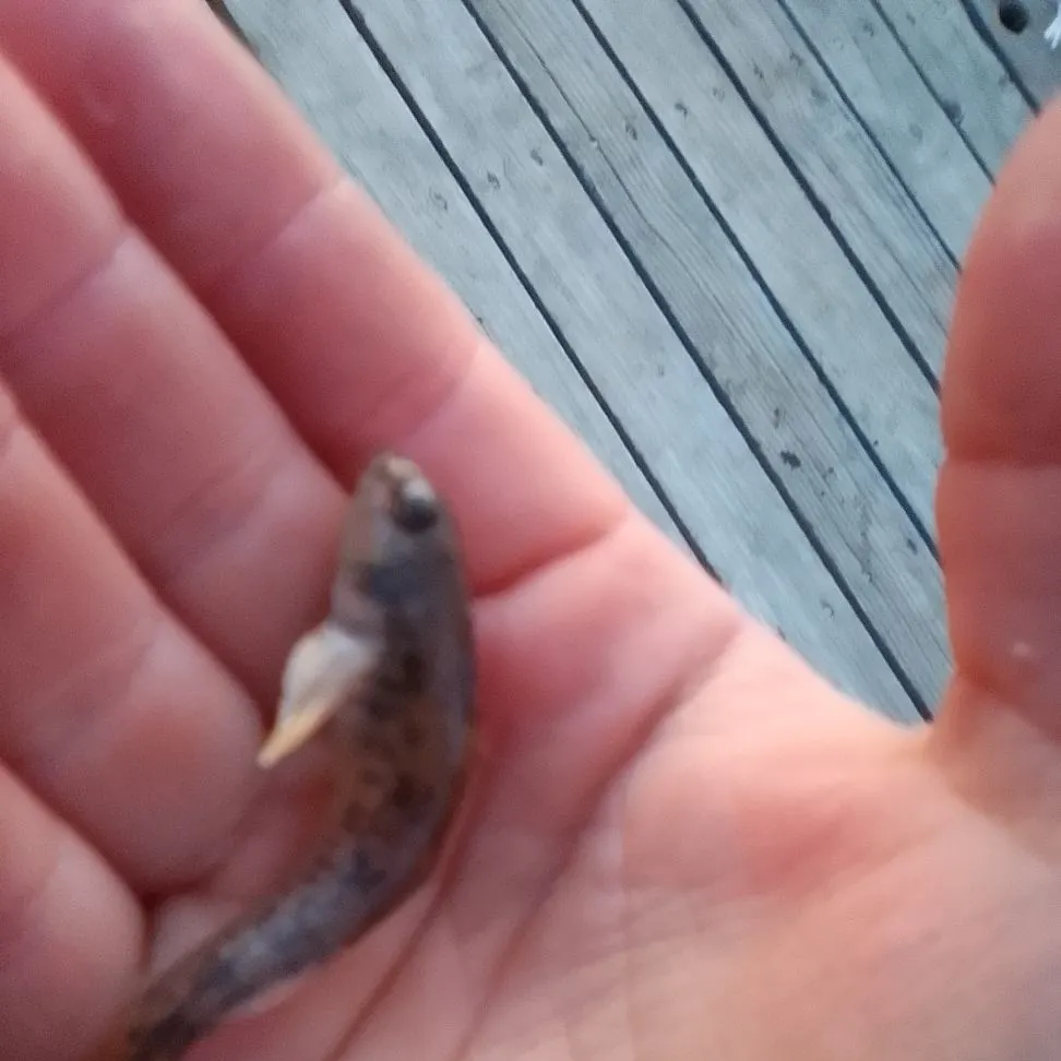 The most recent Yellow-eye mullet catches on Fishbrain