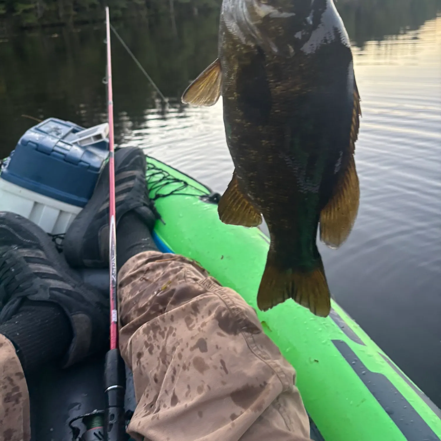 Smallmouth bass caught on Fishbrain