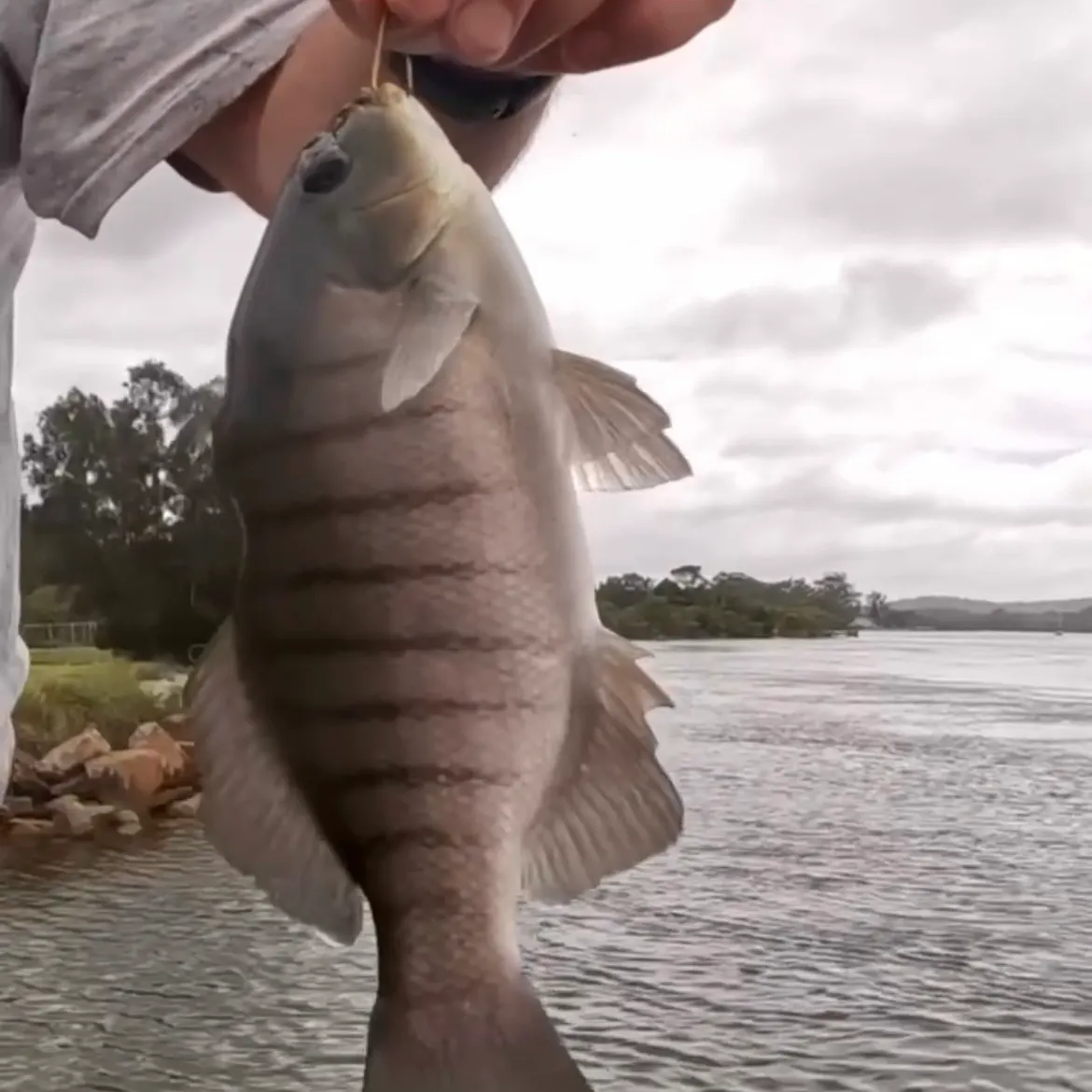 The most recent Luderick catches on Fishbrain