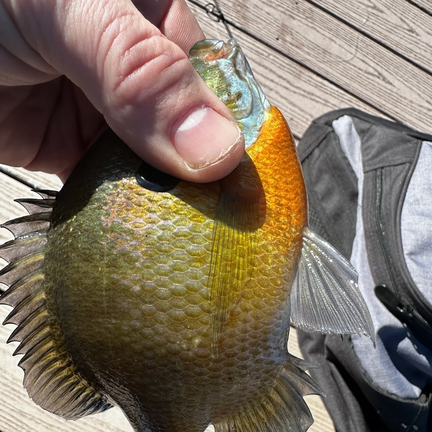 Bluegill caught on Fishbrain