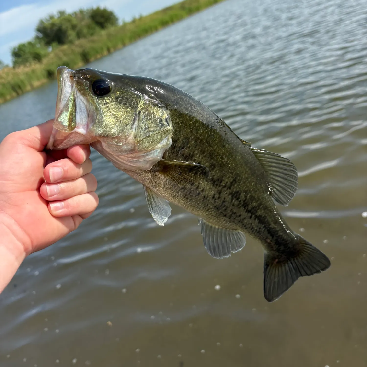 Fish caught on Fishbrain