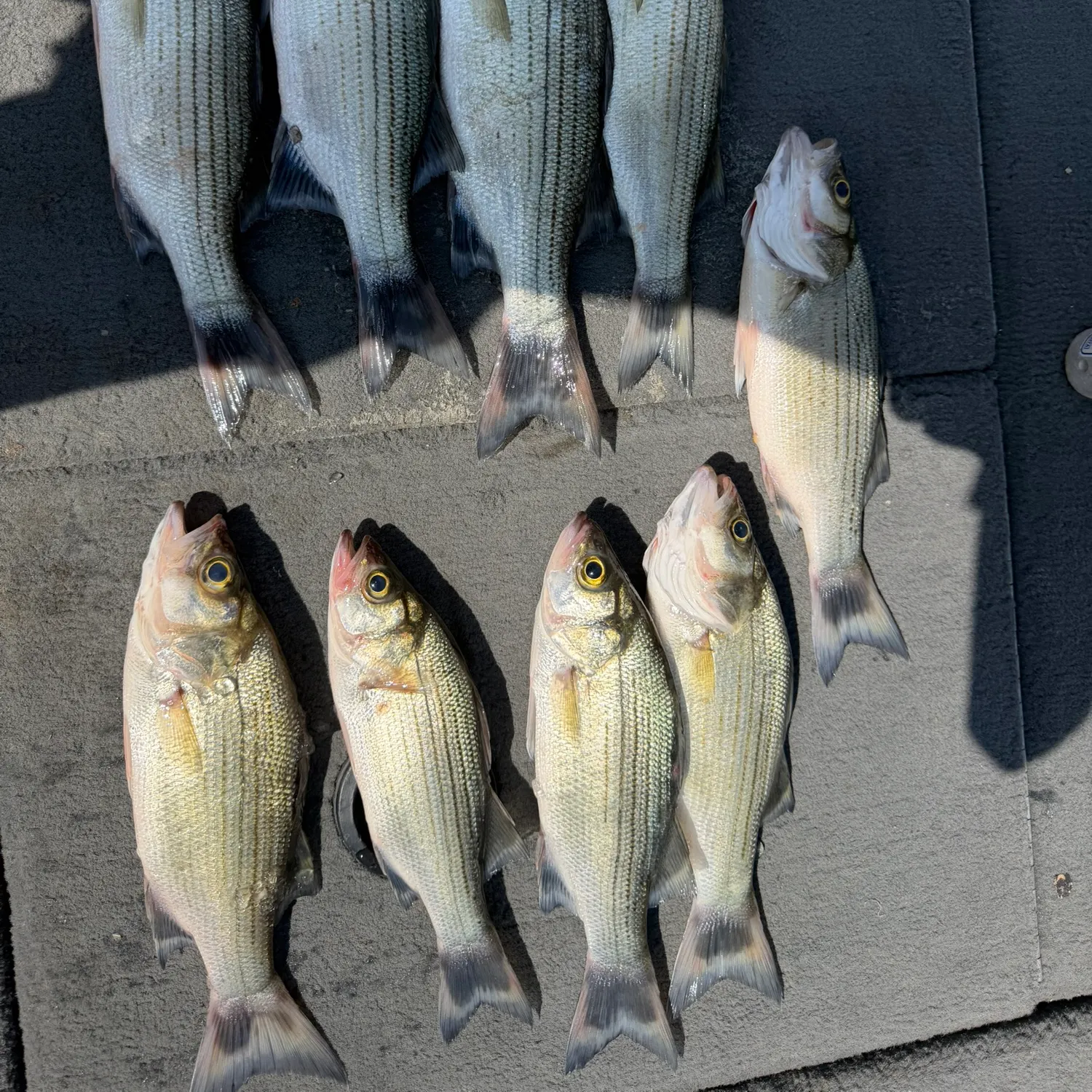 White bass caught on Fishbrain