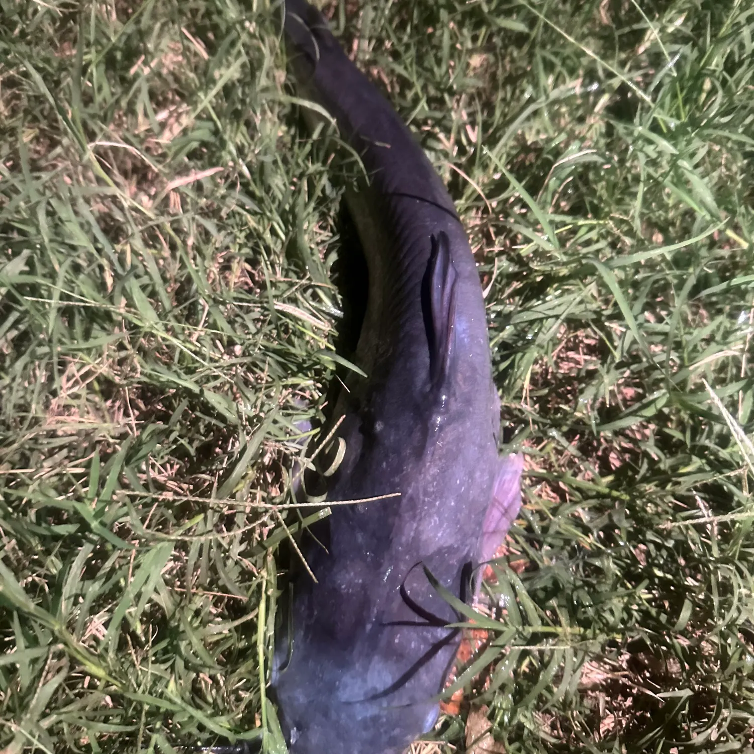 Blue catfish caught on Fishbrain