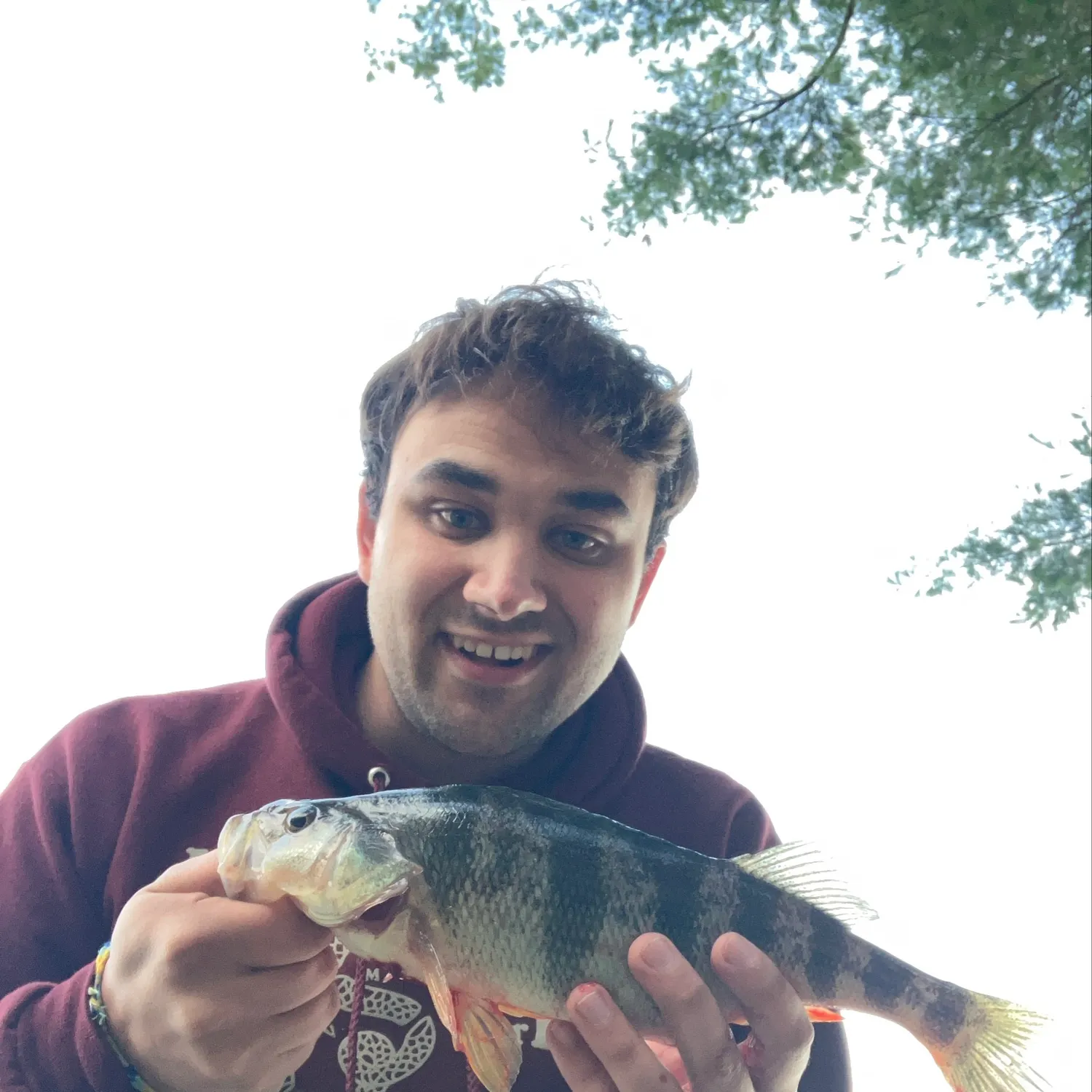 Yellow perch caught on Fishbrain