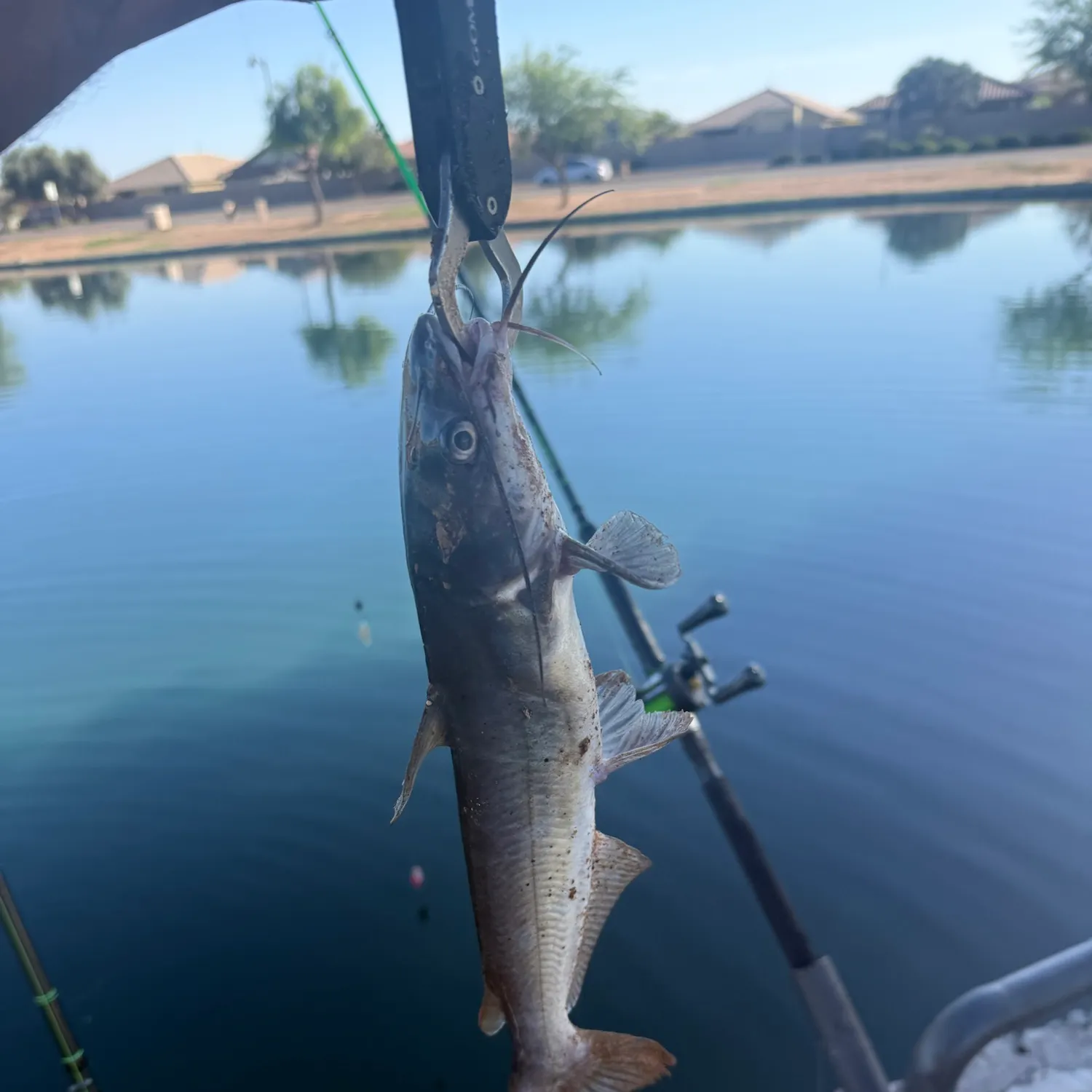 Channel catfish caught on Fishbrain