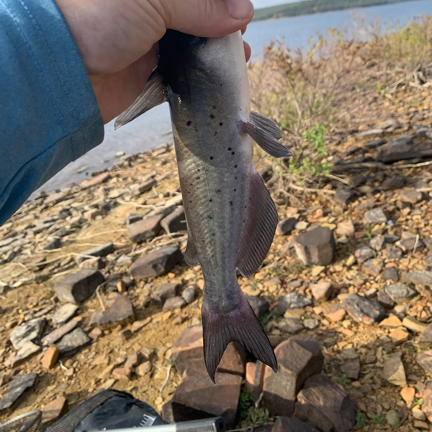 Channel catfish caught on Fishbrain