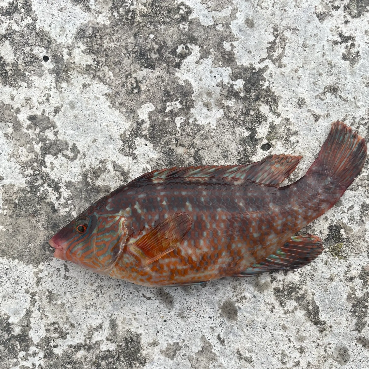 Corkwing wrasse caught on Fishbrain