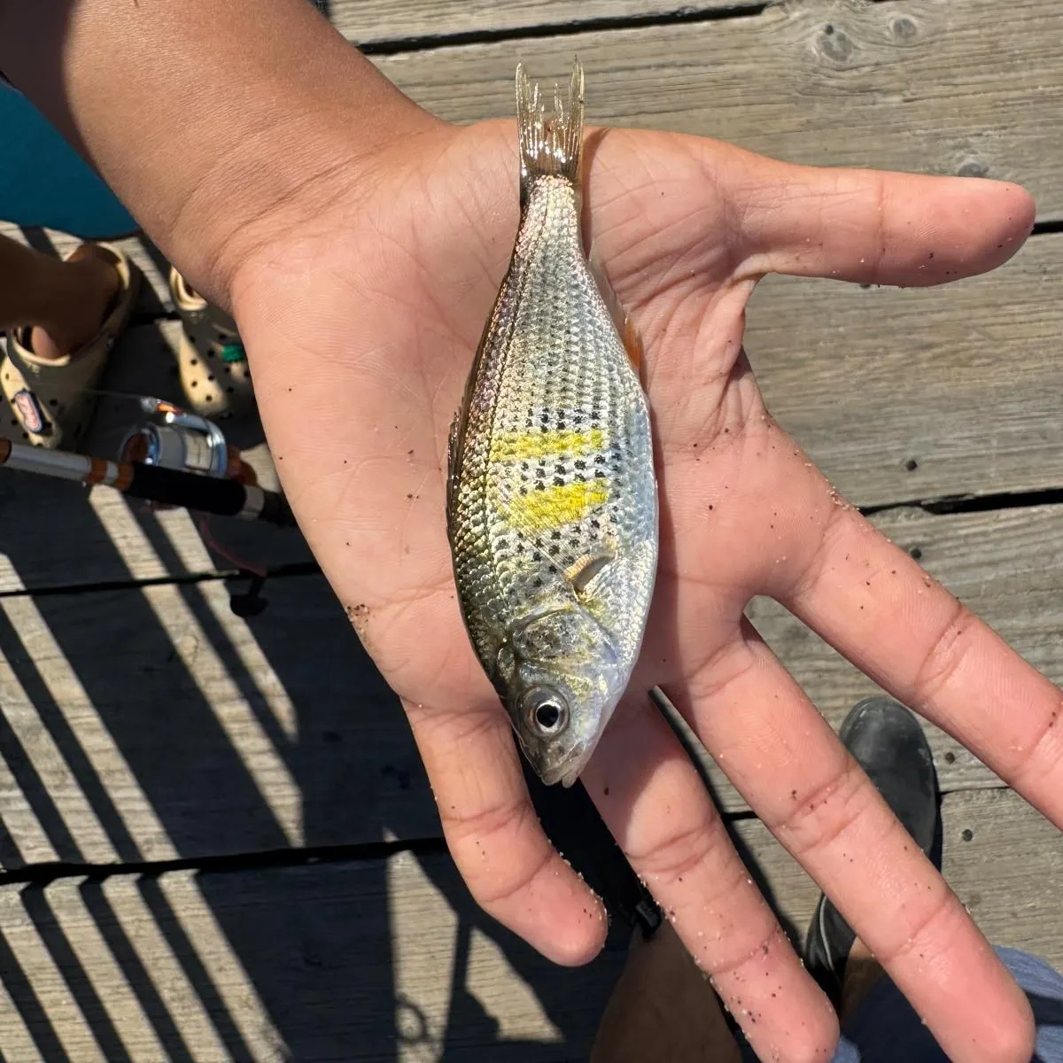 Shiner perch caught on Fishbrain