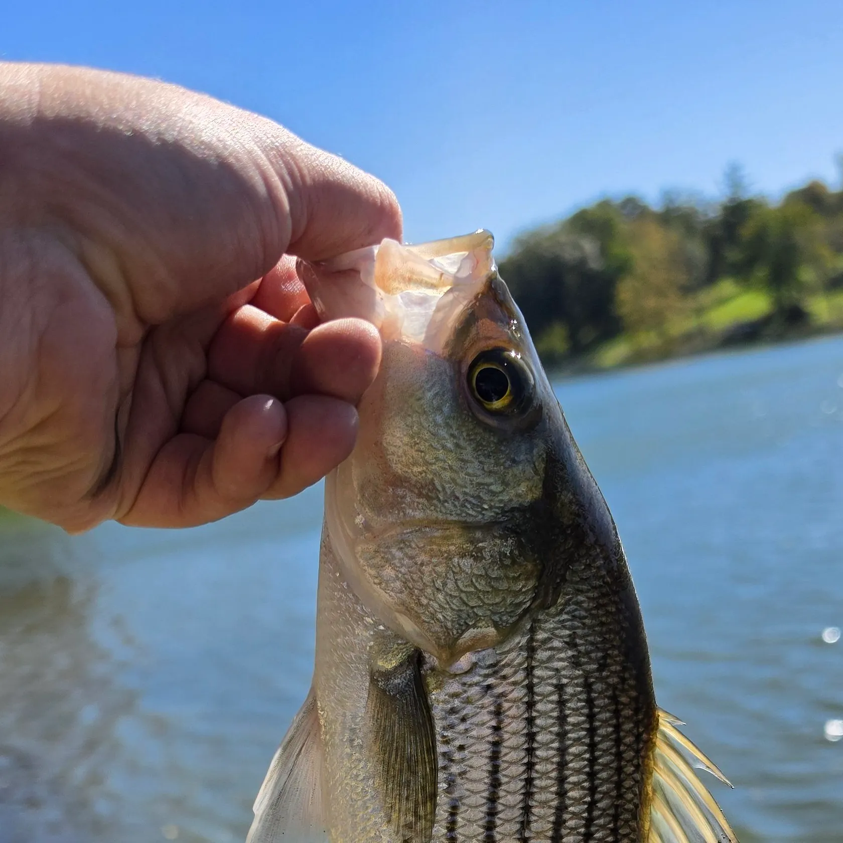 The most recent Wiper catches on Fishbrain