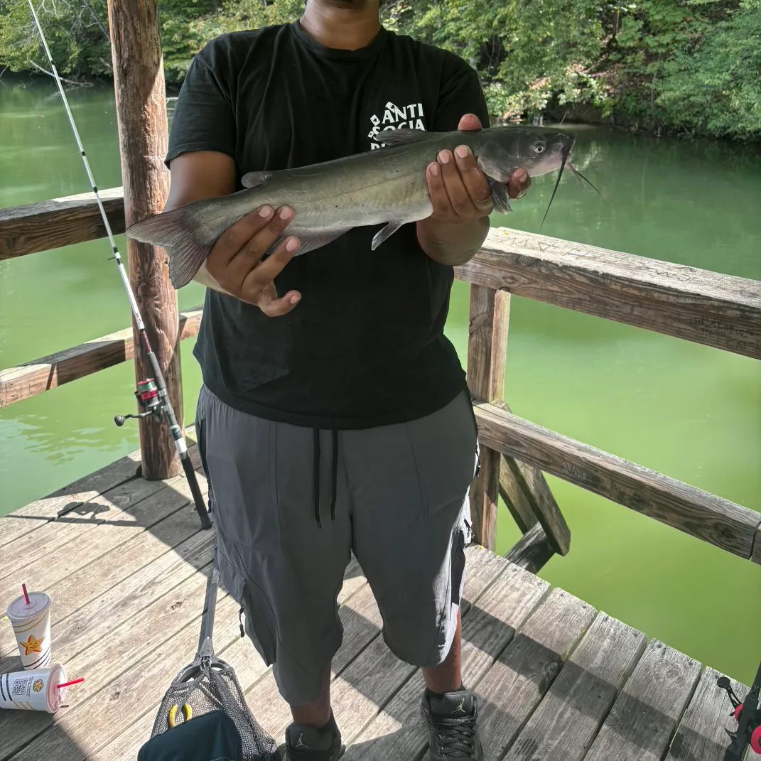 Channel catfish caught on Fishbrain
