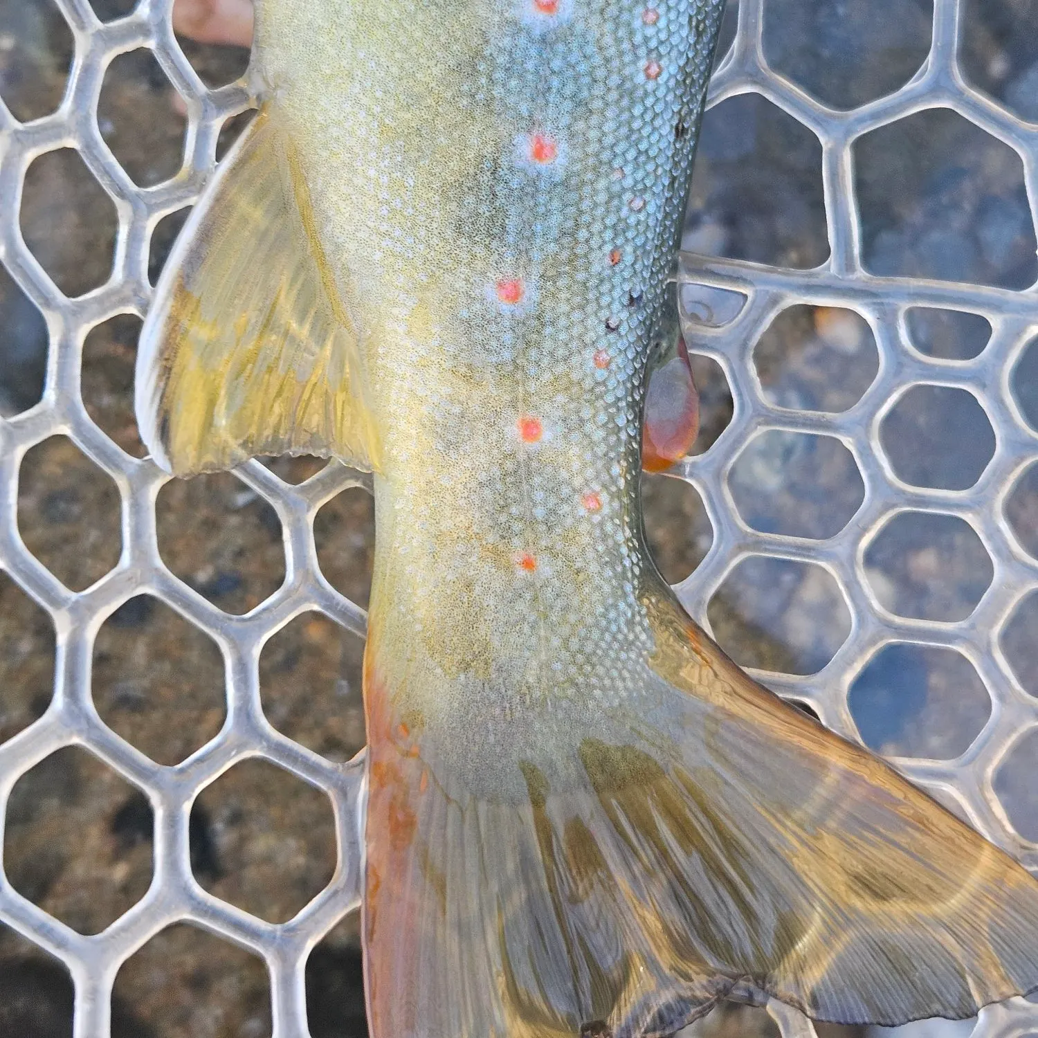 Brown trout caught on Fishbrain