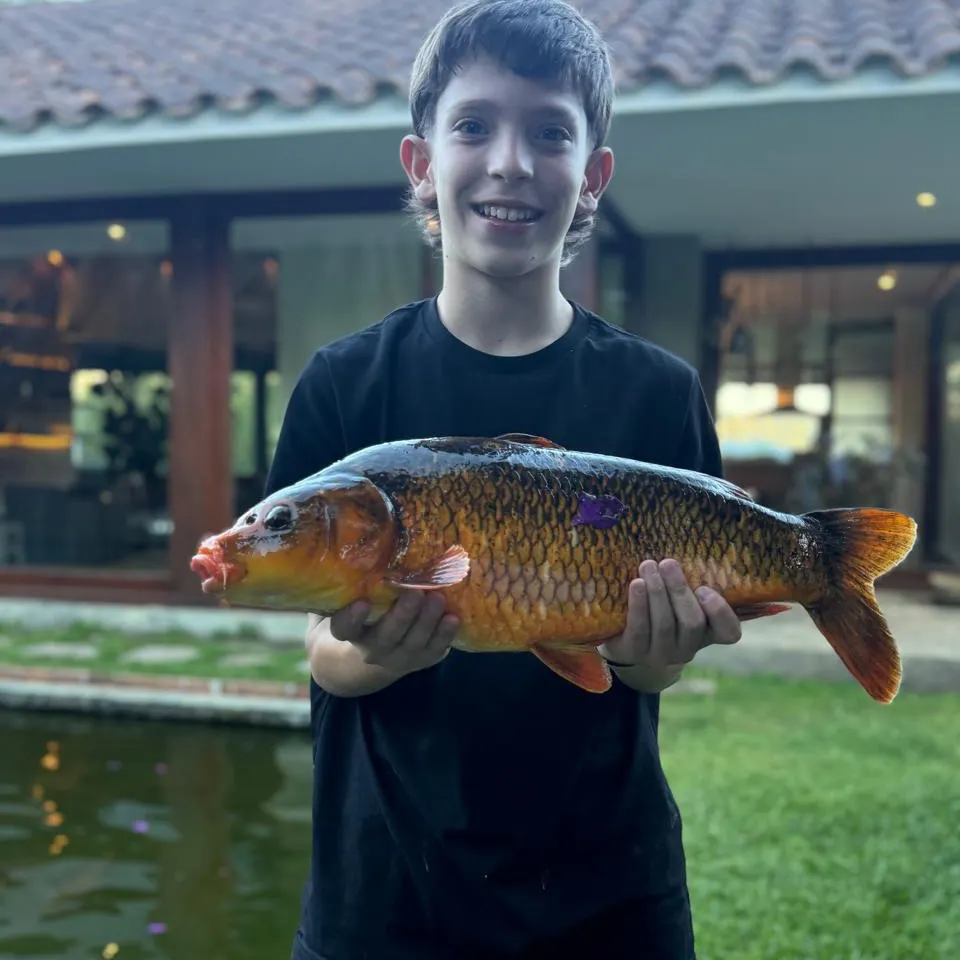 The most recent Koi x common carp catches on Fishbrain