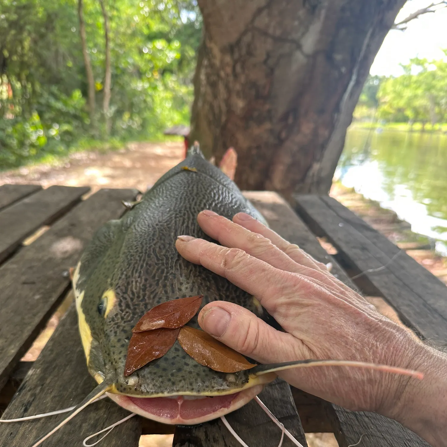 The most recent Redtail catfish catches on Fishbrain