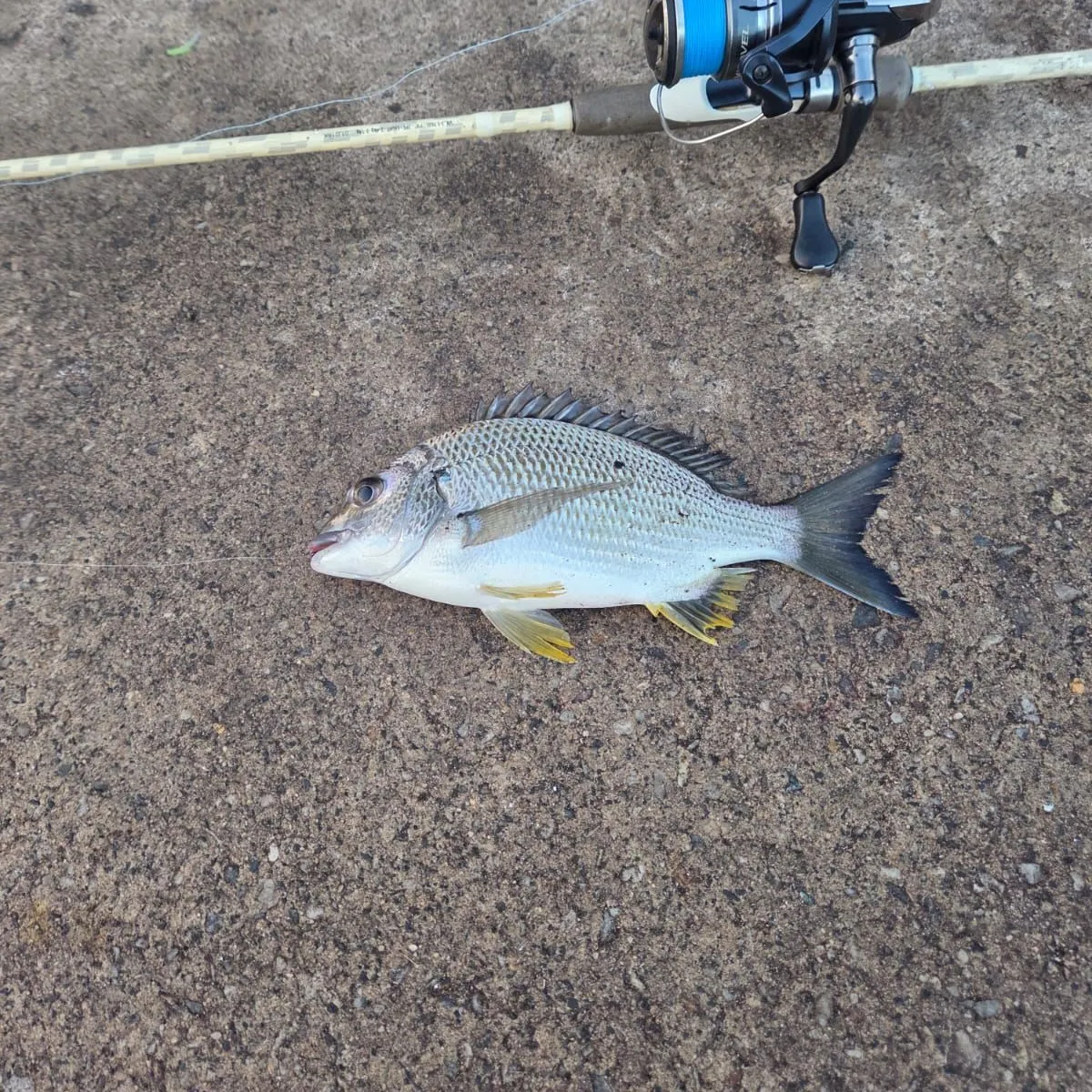 The most recent Australian salmon catches on Fishbrain