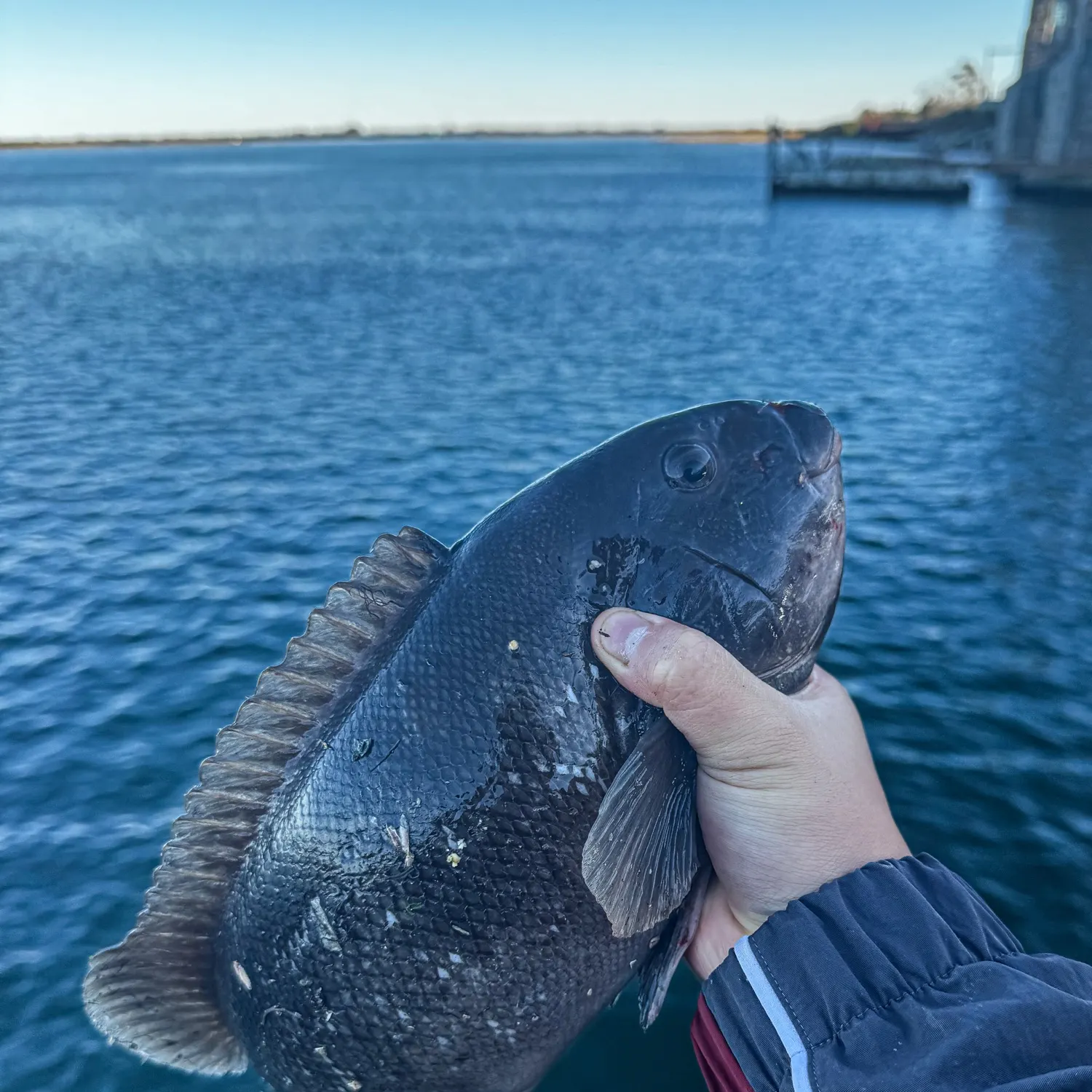 Tautog caught on Fishbrain