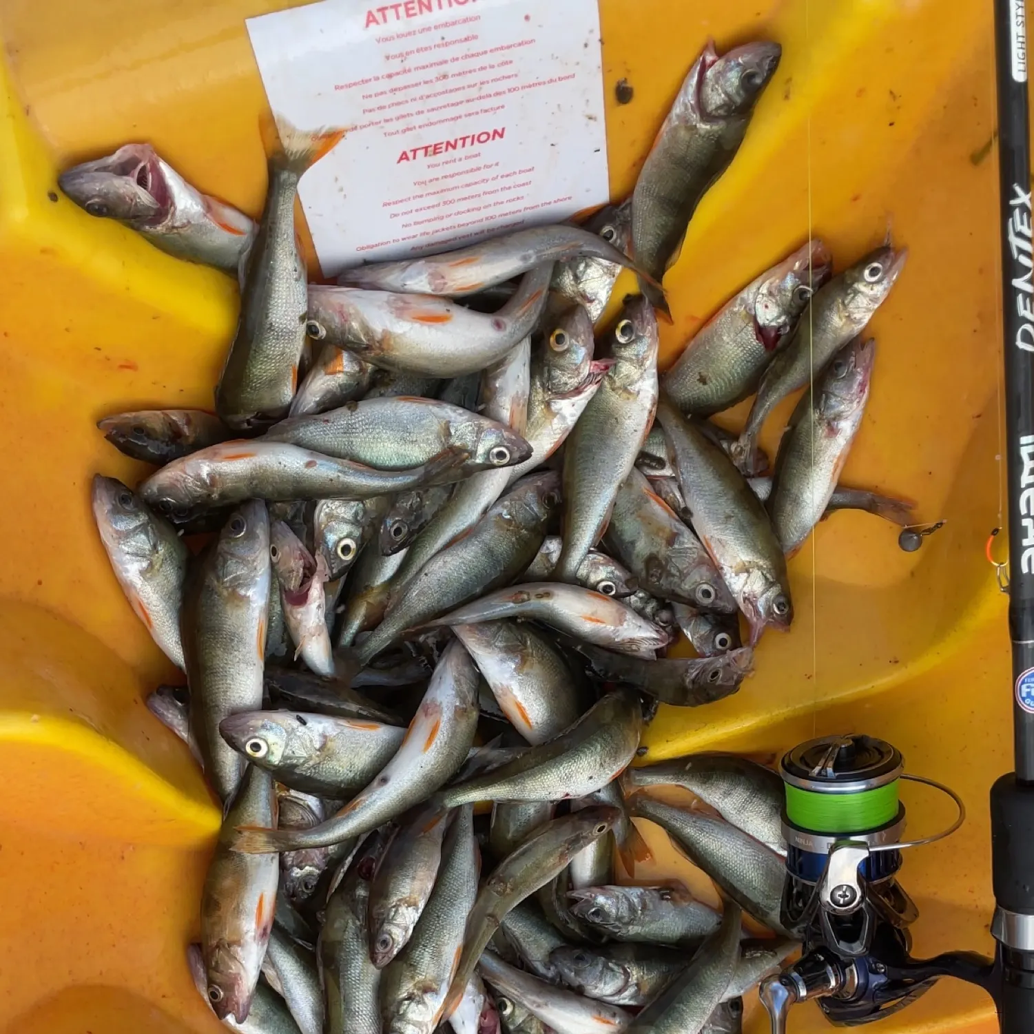 recently logged catches