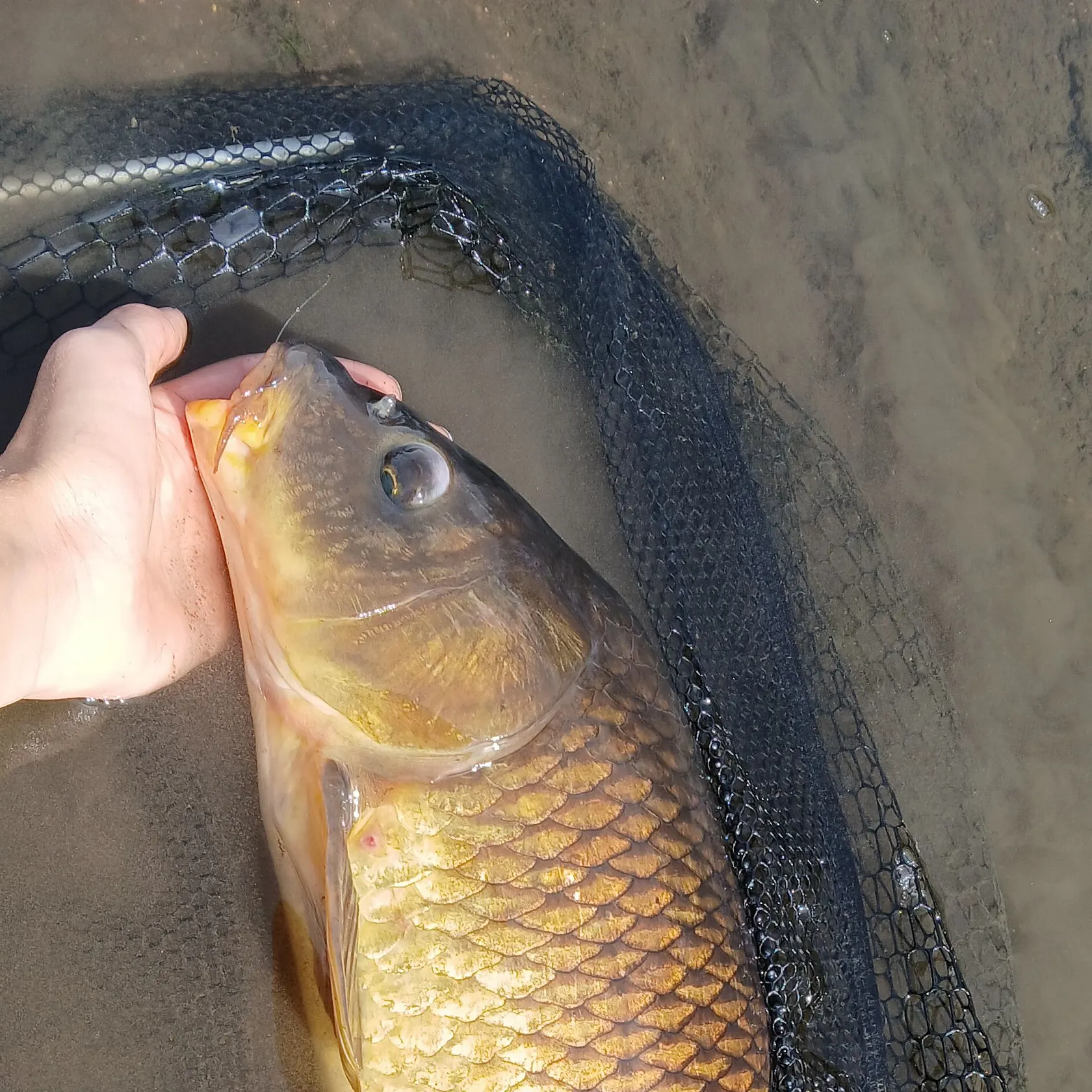 Common carp caught on Fishbrain