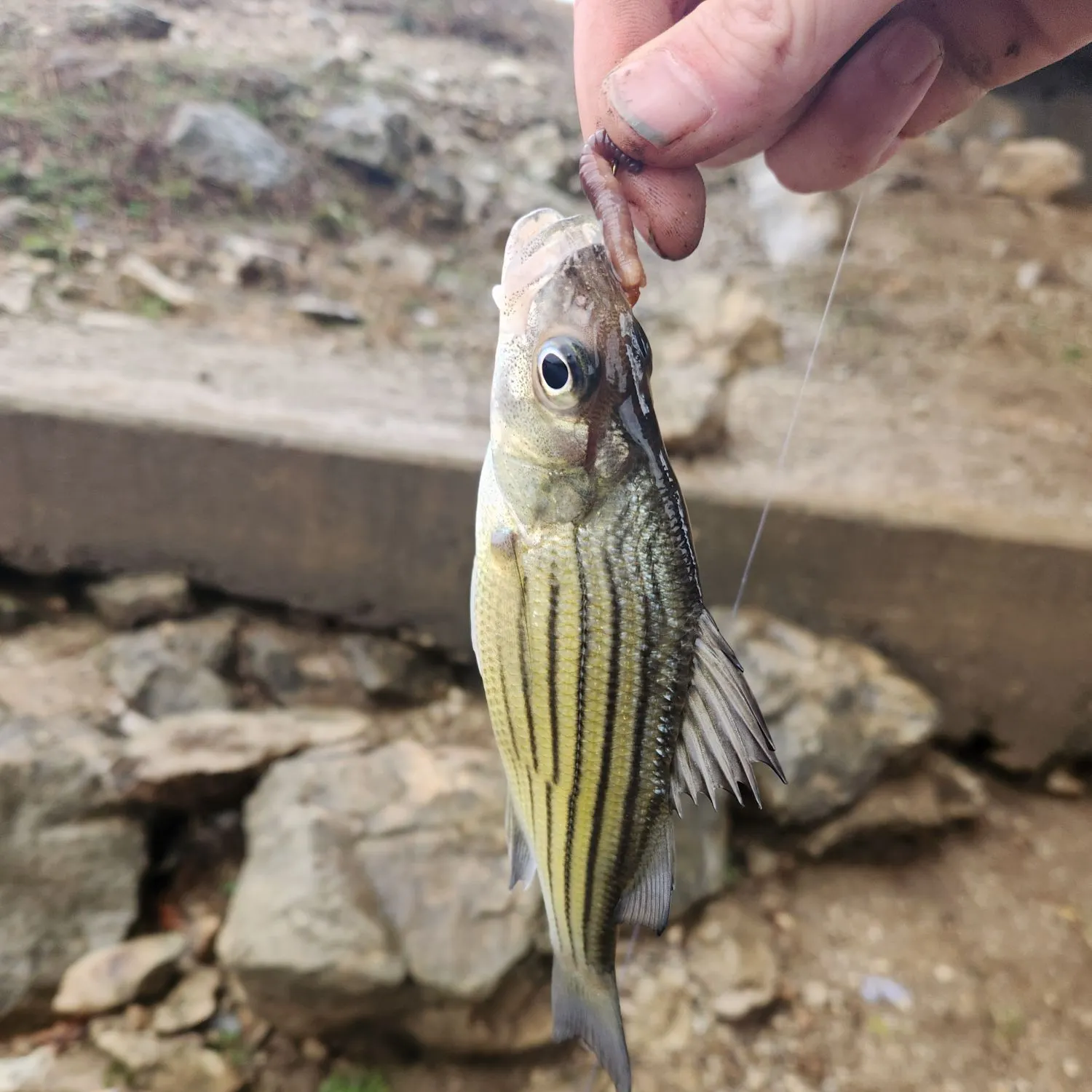 The most recent Yellow bass catches on Fishbrain