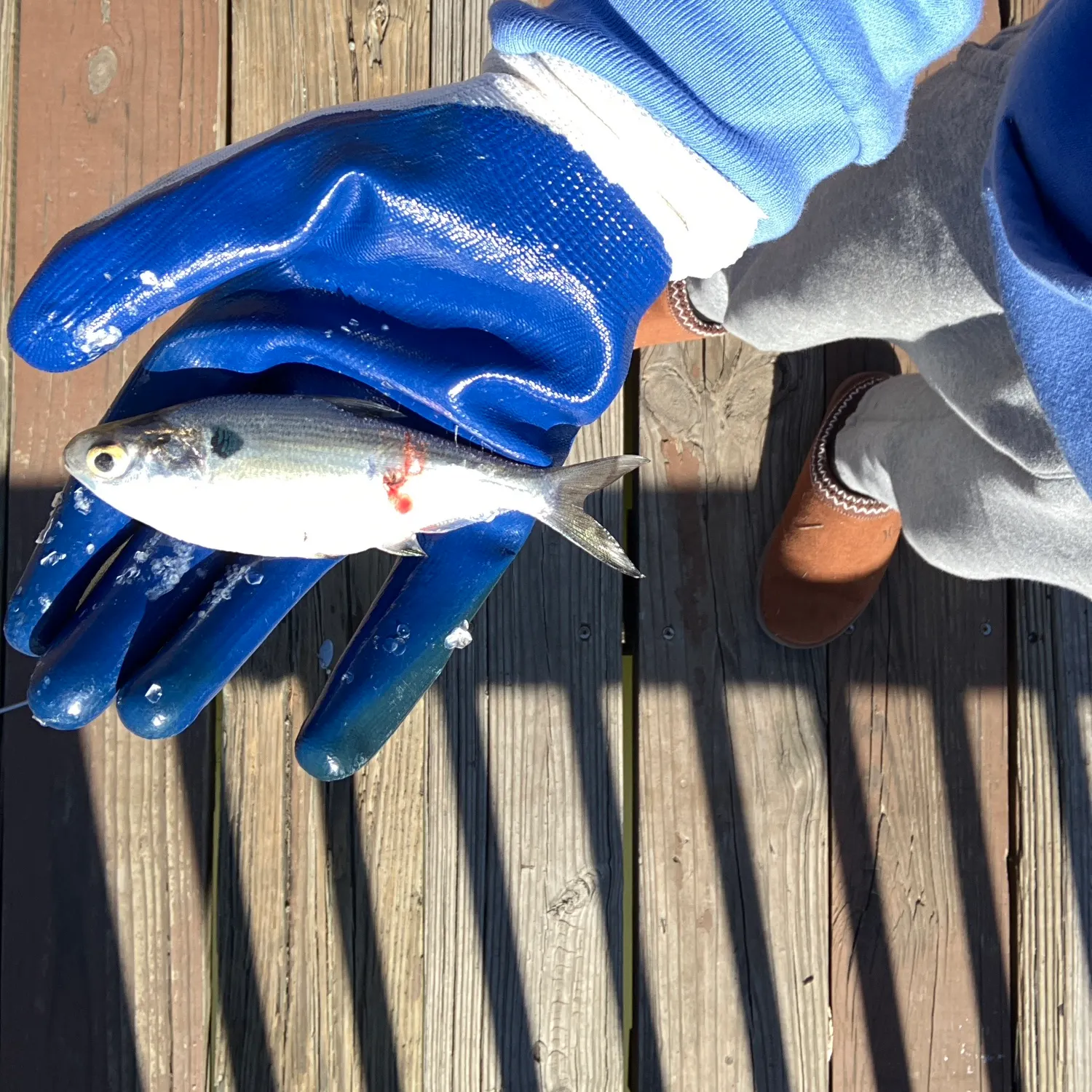 The most recent White bass catches on Fishbrain