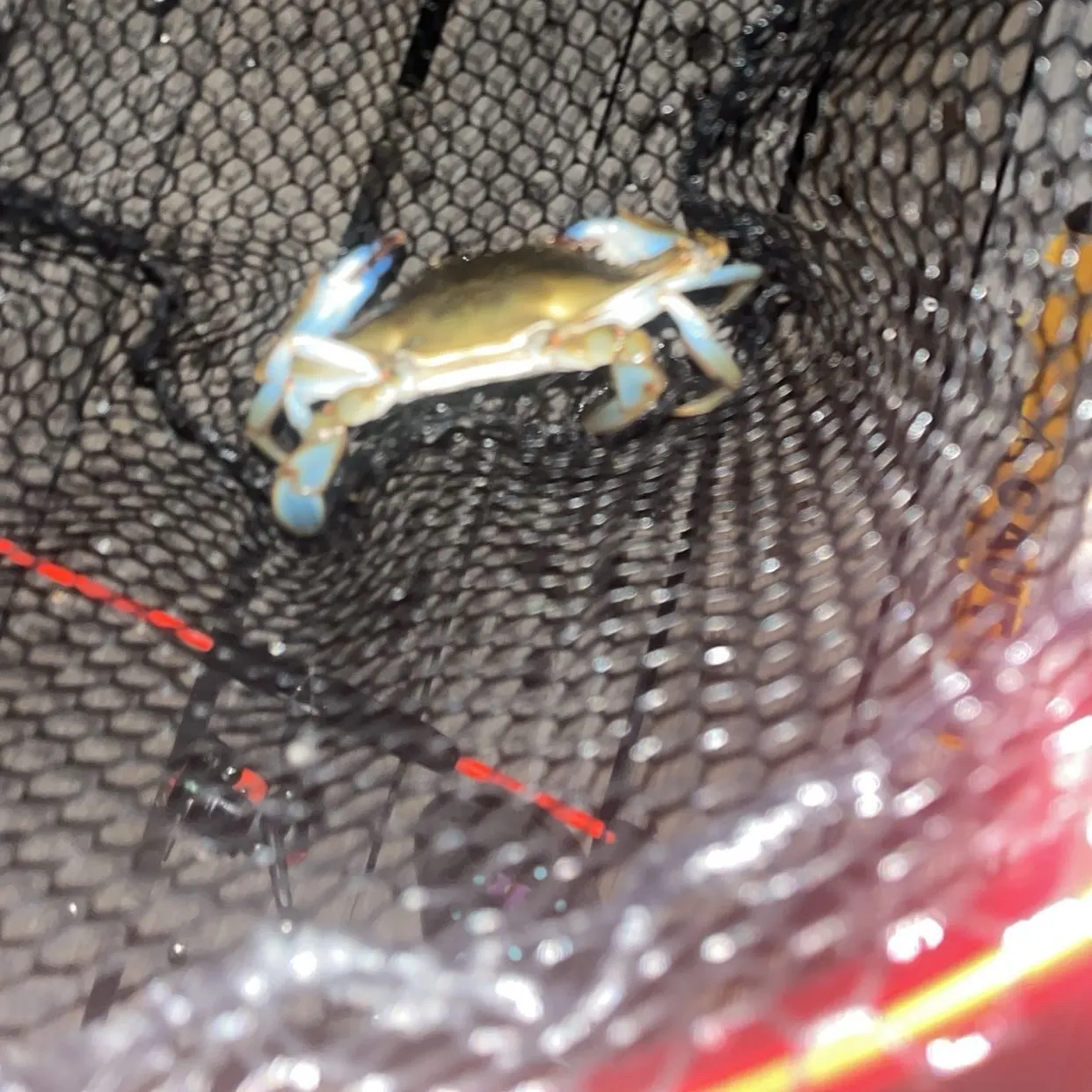 The most recent Blue crab catches on Fishbrain
