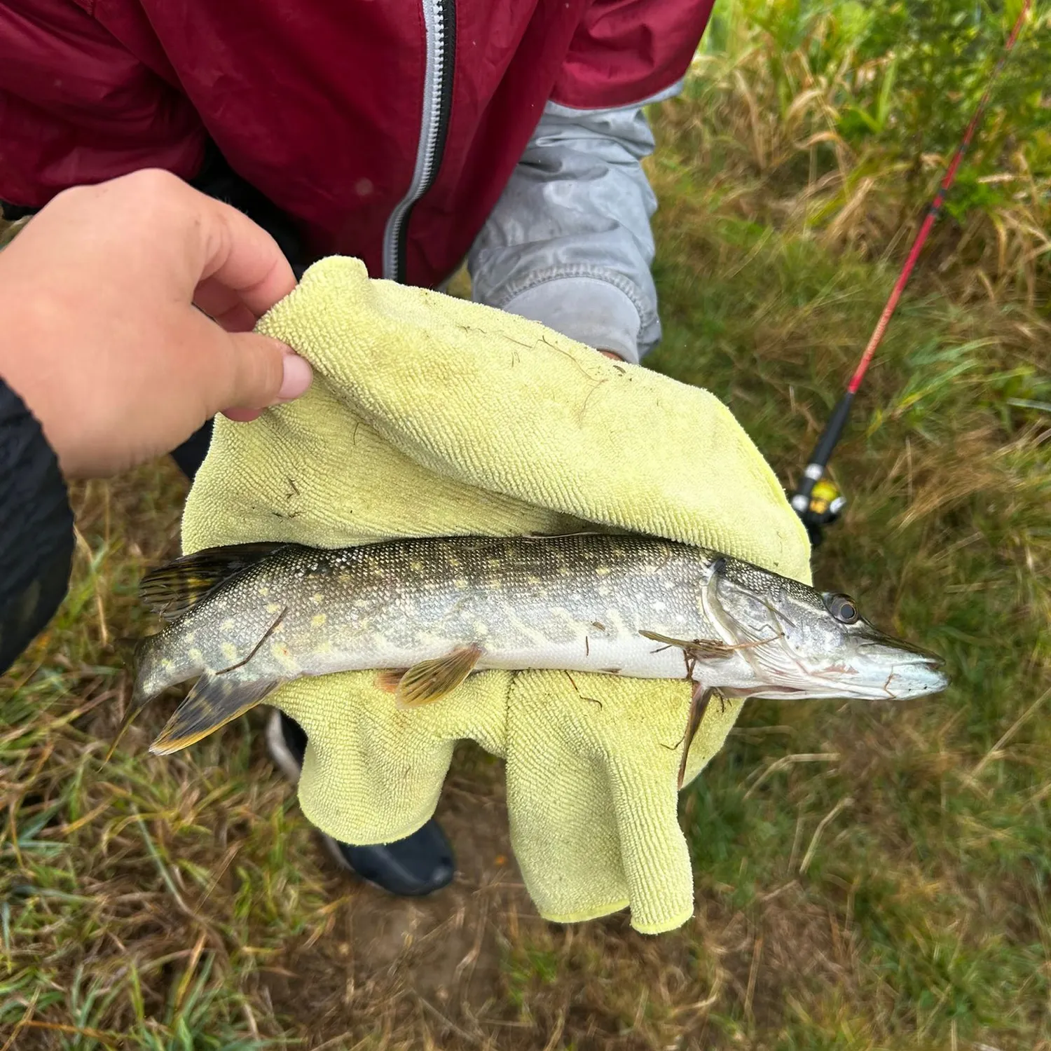 Northern pike caught on Fishbrain