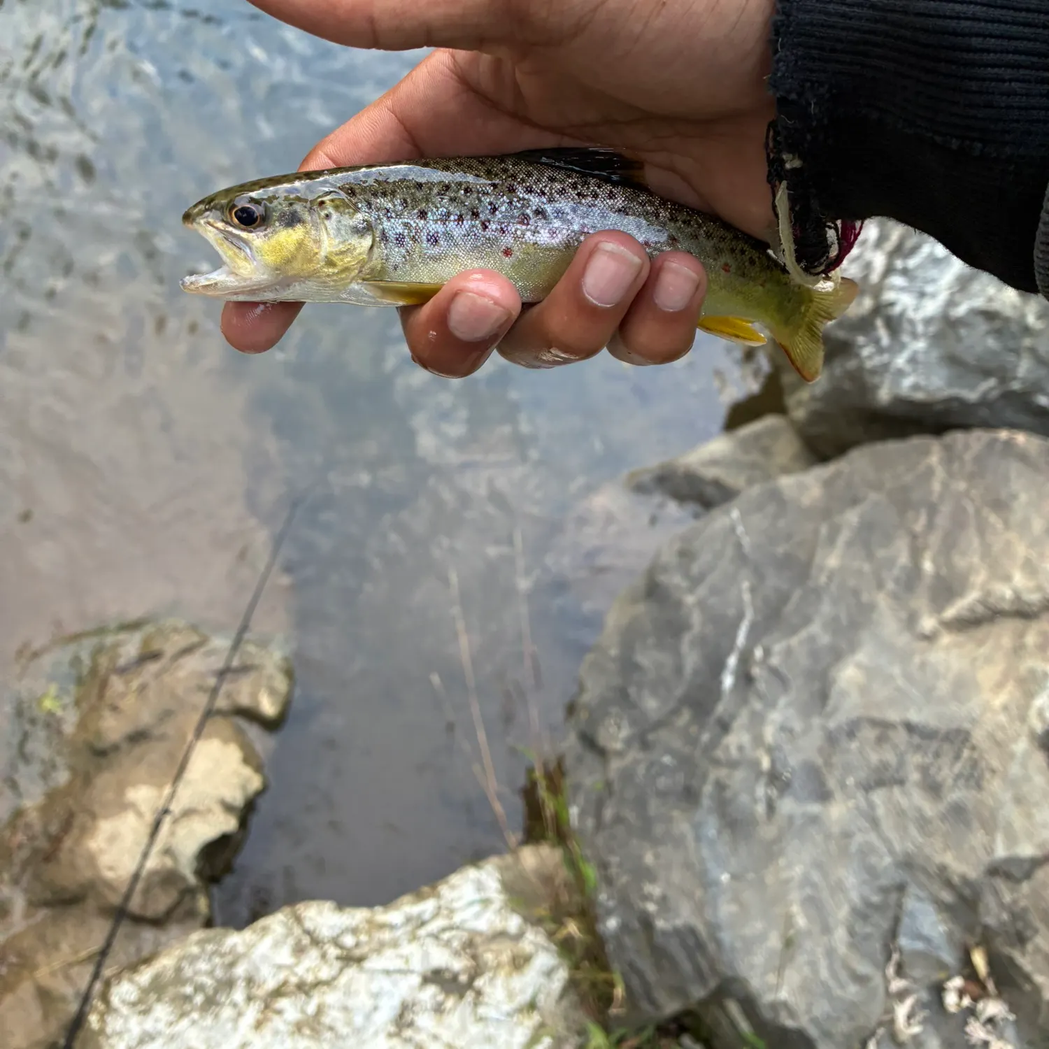 Brown trout caught on Fishbrain