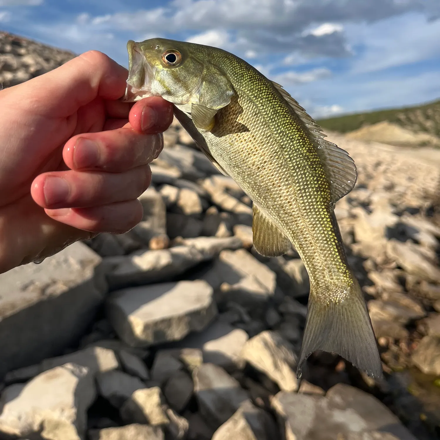 Smallmouth bass caught on Fishbrain