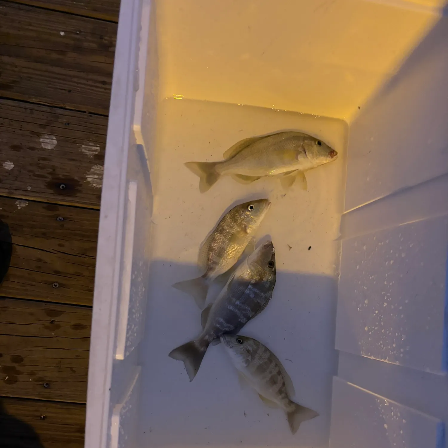 The most recent Pigfish catches on Fishbrain