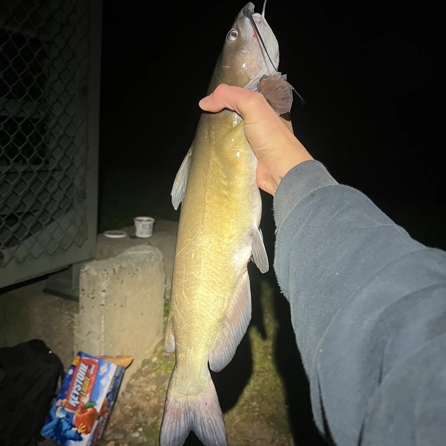 Channel catfish caught on Fishbrain