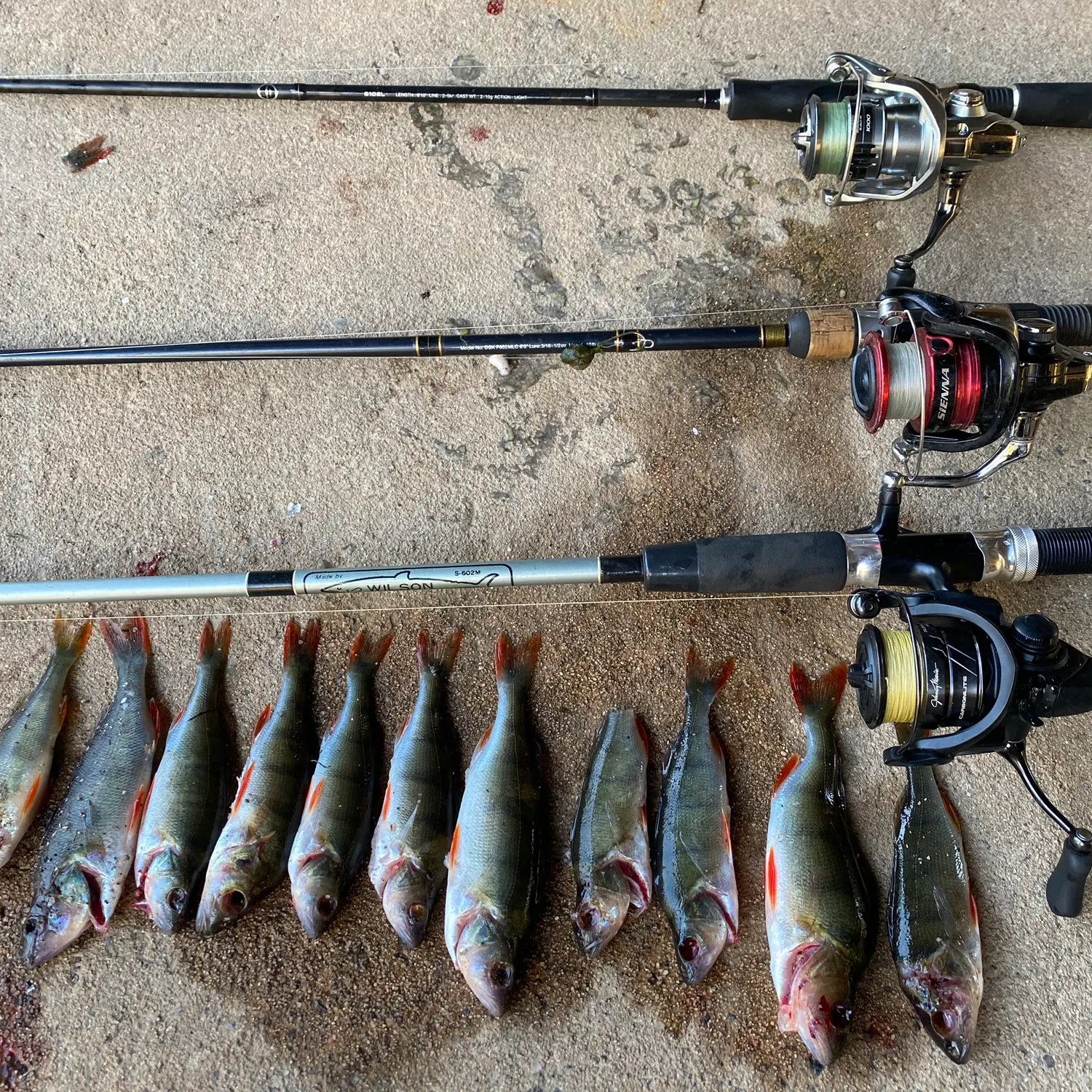 recently logged catches