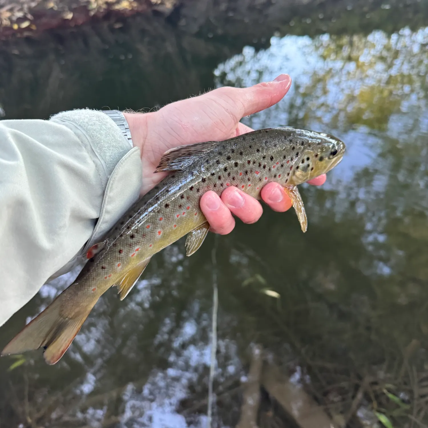 Brown trout caught on Fishbrain