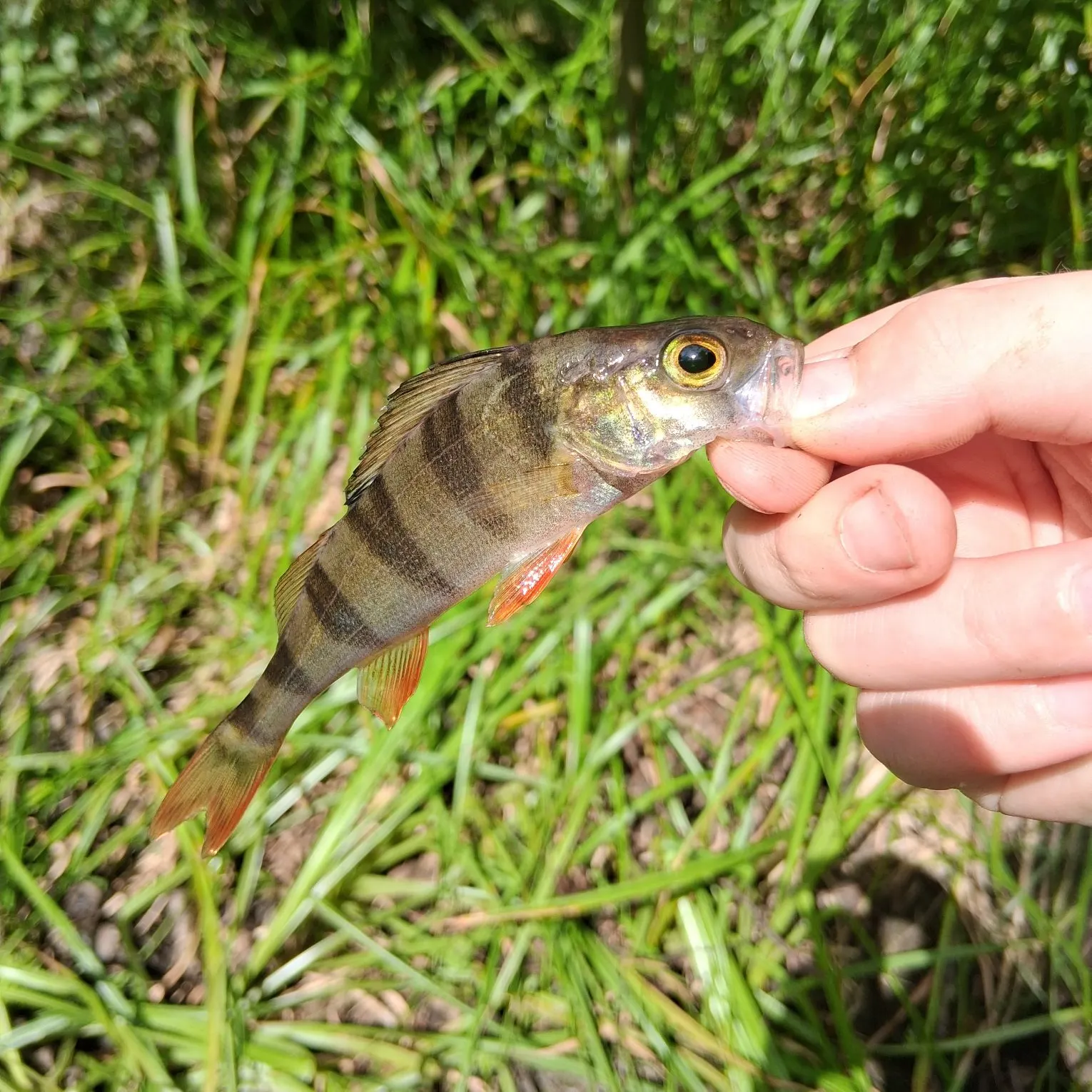 European perch caught on Fishbrain