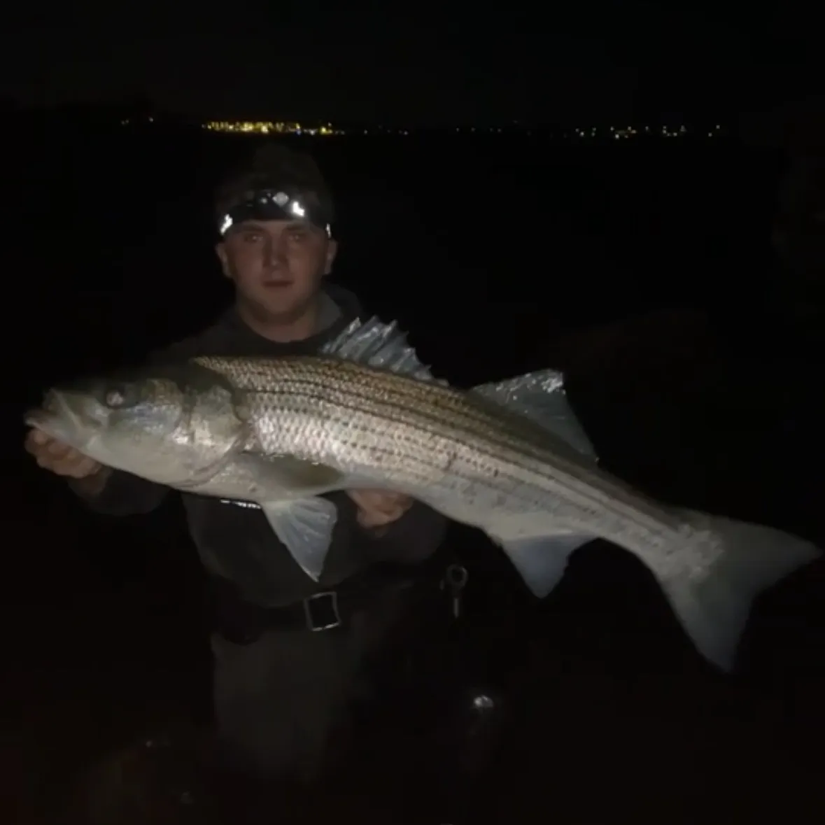 Striped bass caught on Fishbrain