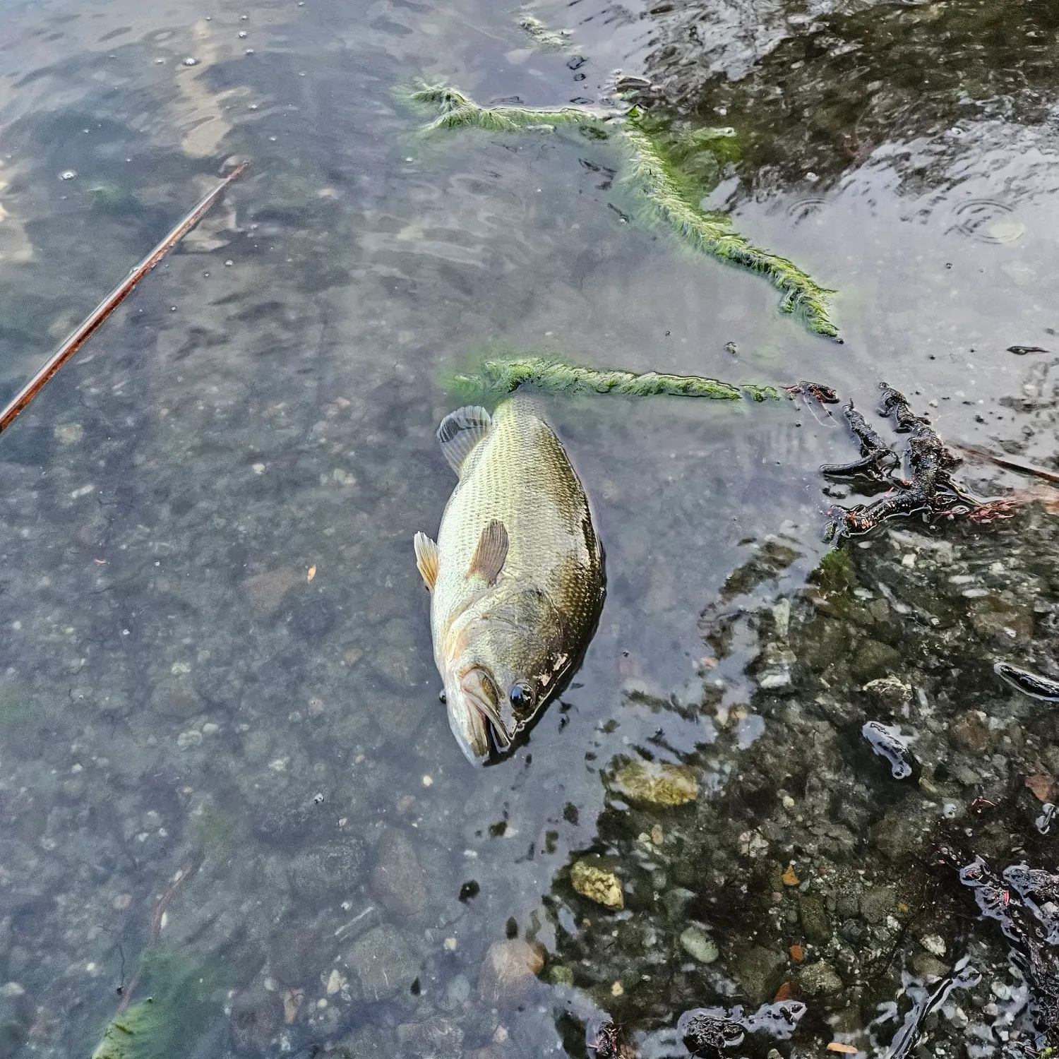 Largemouth bass caught on Fishbrain