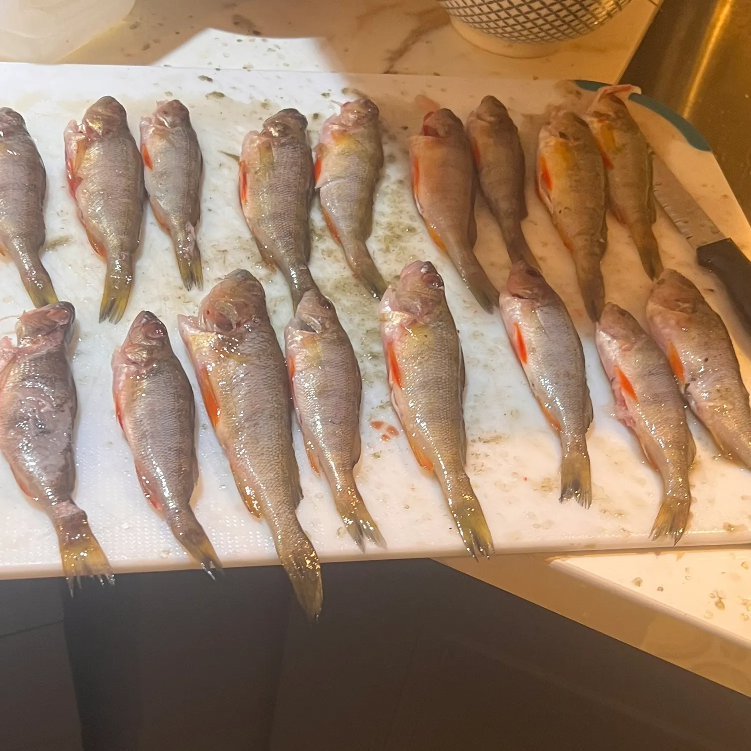 recently logged catches