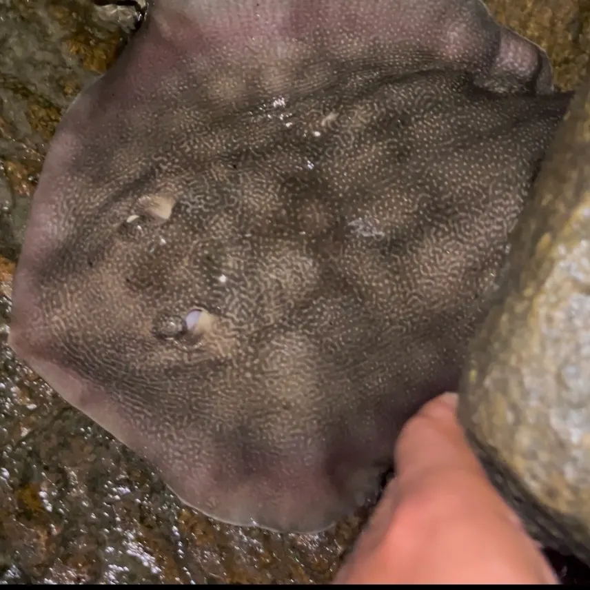 The most recent Haller's round ray catches on Fishbrain