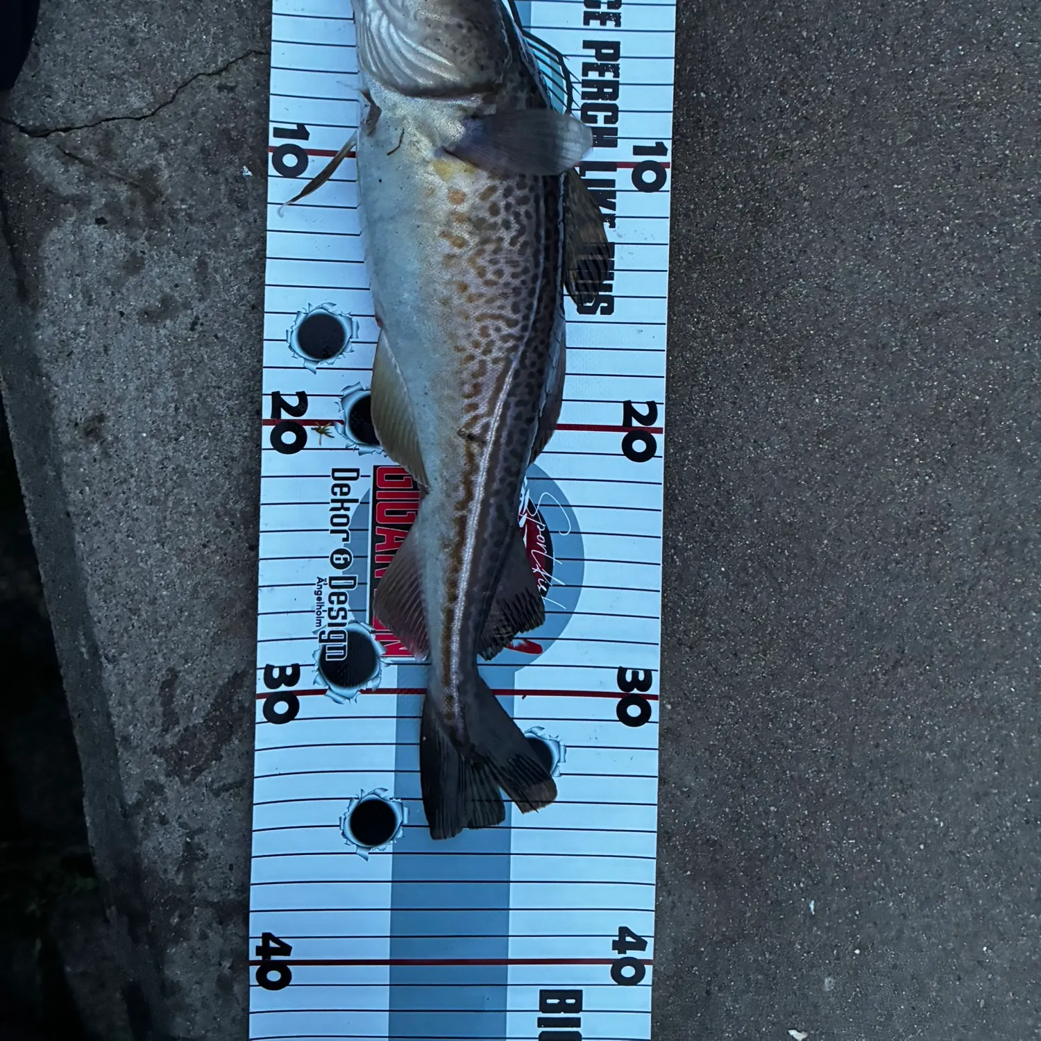 recently logged catches