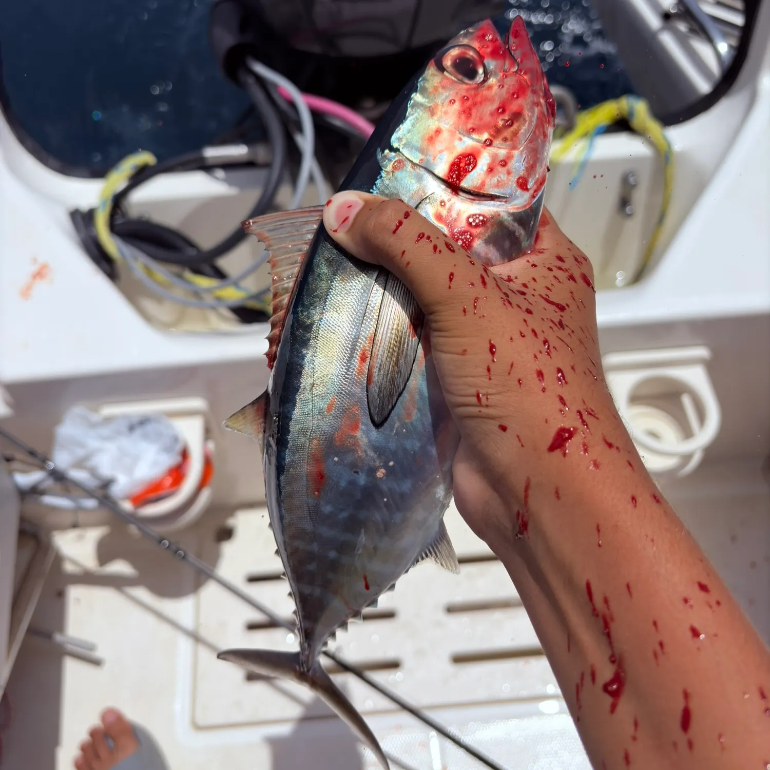 The most recent Blackfin tuna catches on Fishbrain