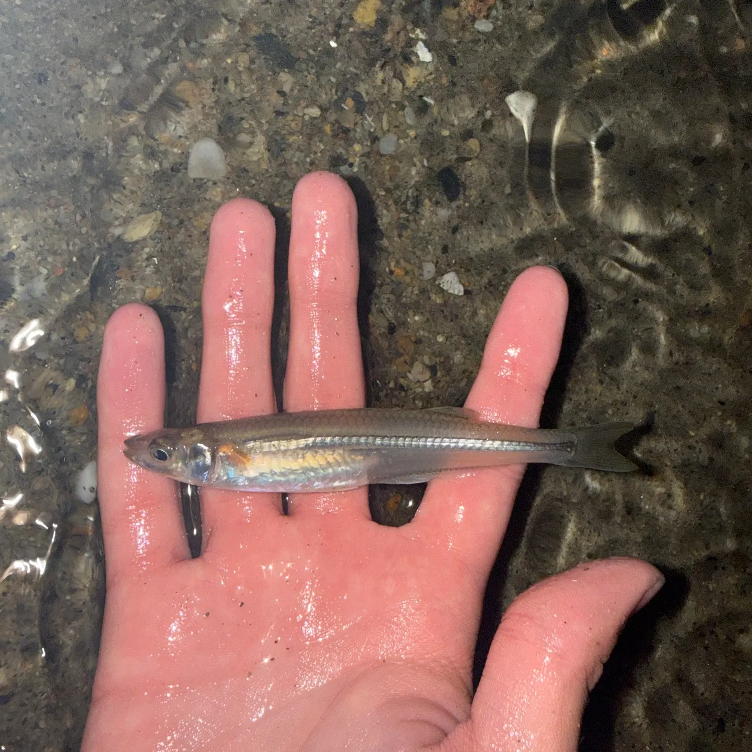 The most recent Atlantic silverside catches on Fishbrain