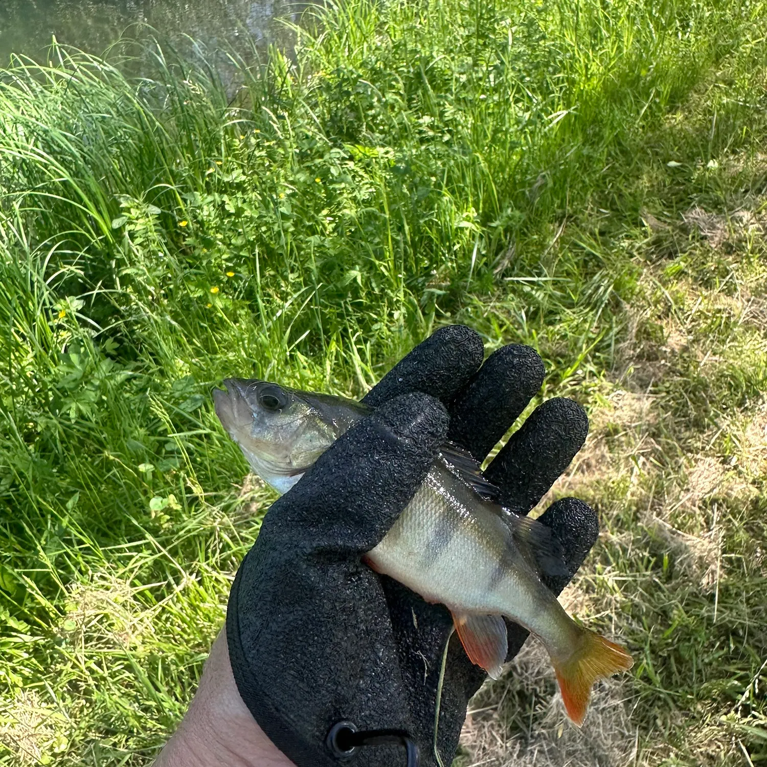 The most recent European perch catches on Fishbrain