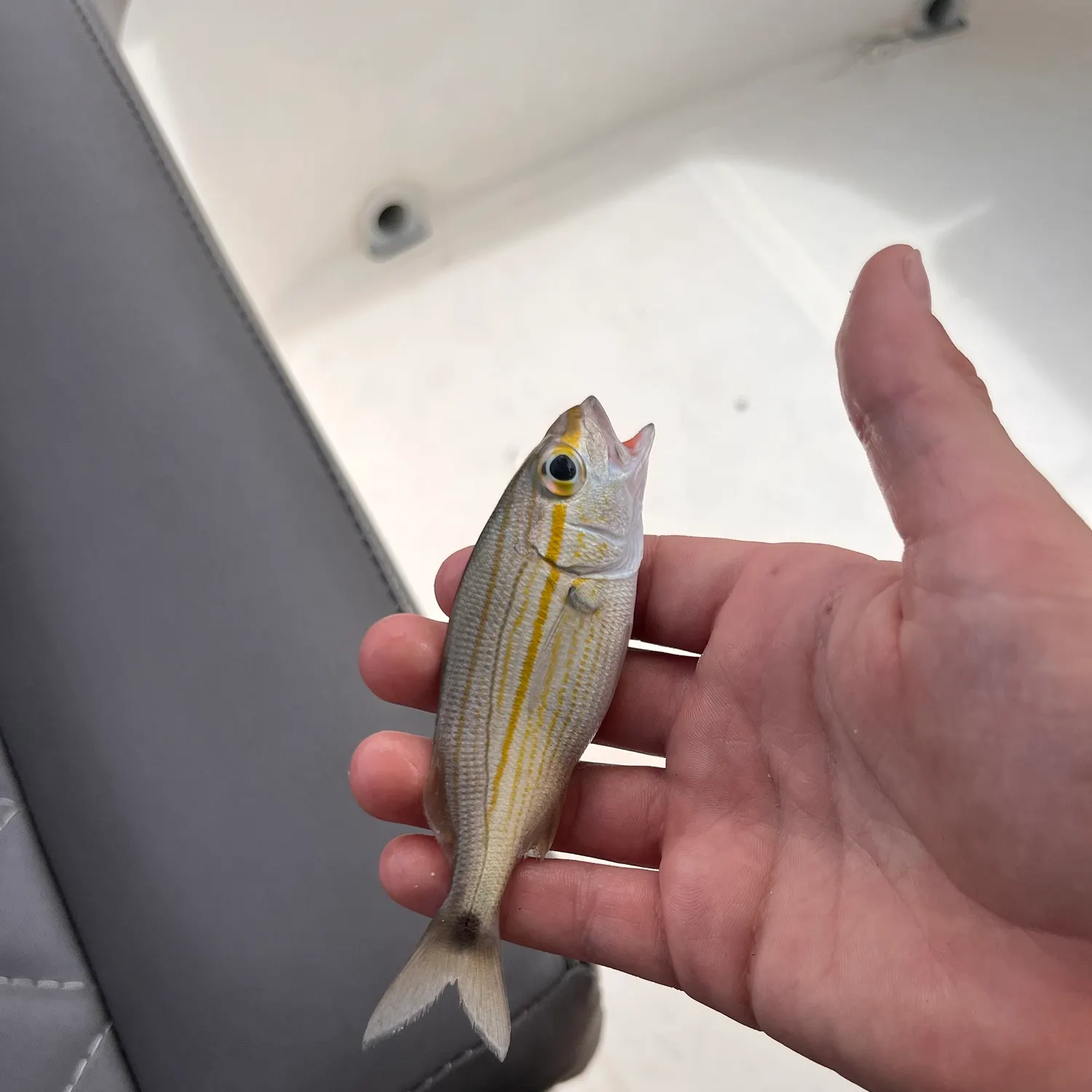 The most recent Mahogany snapper catches on Fishbrain