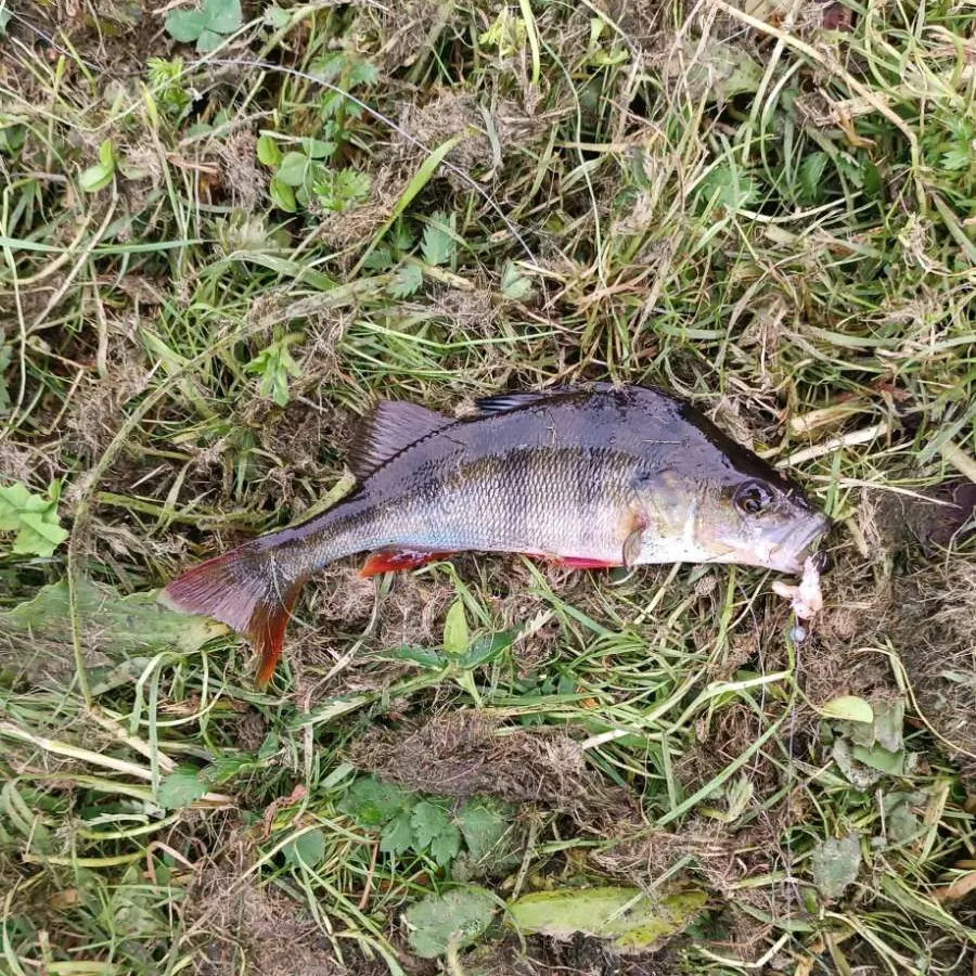 European perch caught on Fishbrain