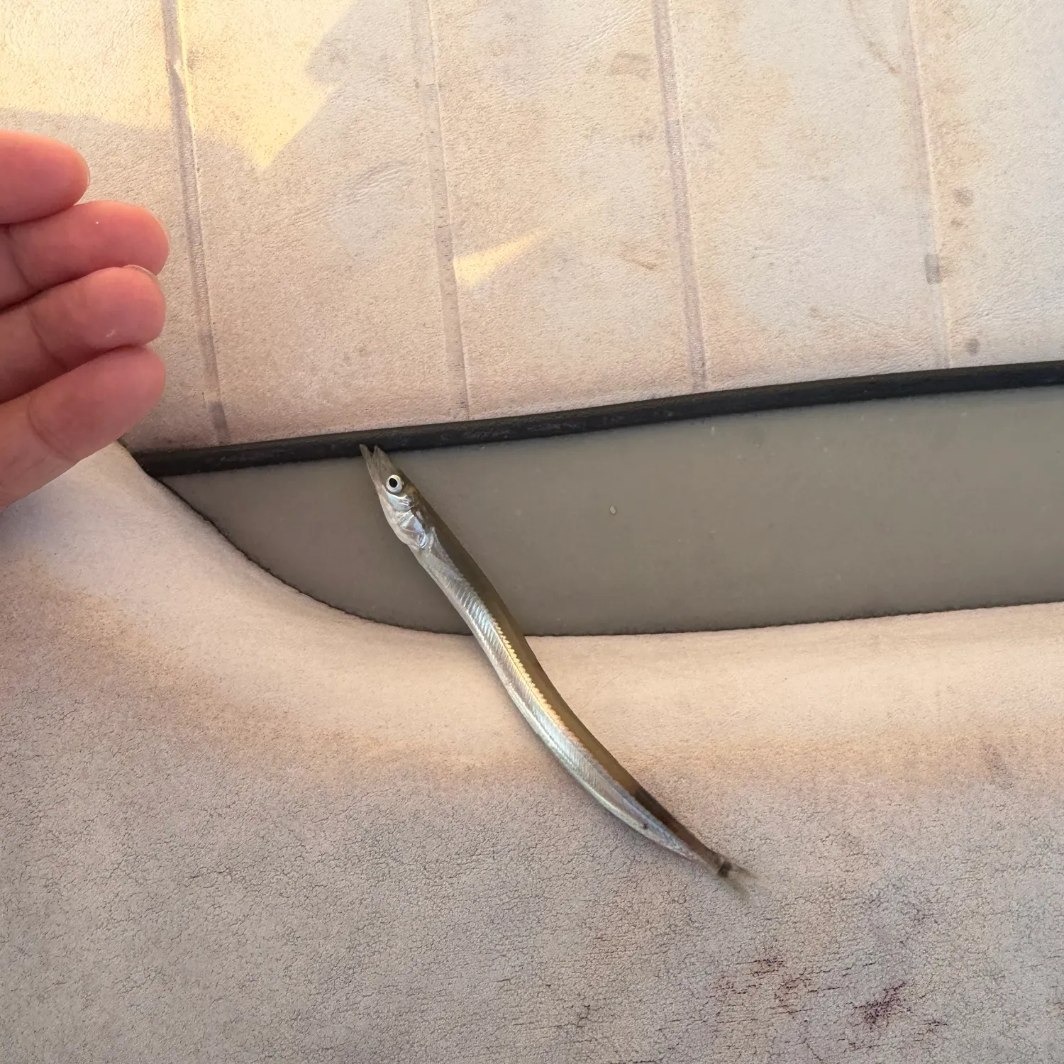 The most recent Northern sand lance catches on Fishbrain