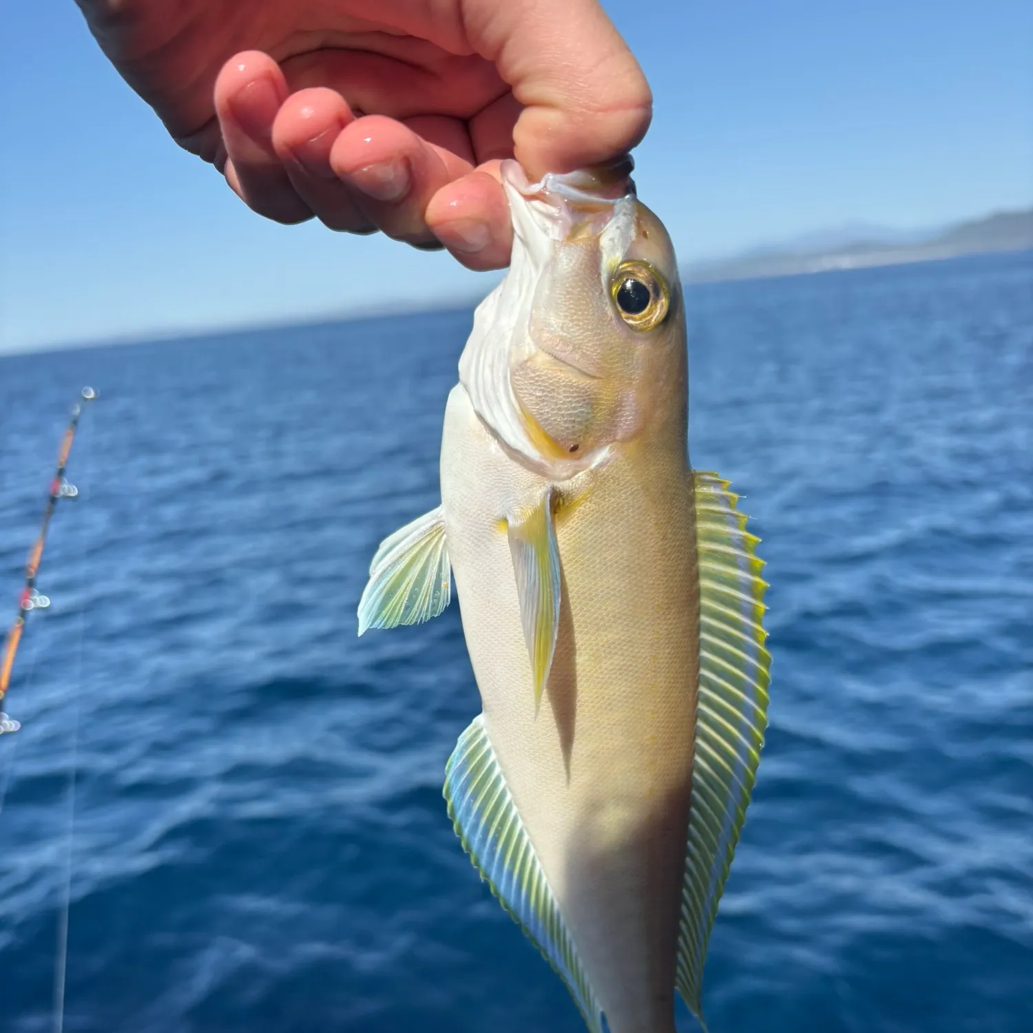 The most recent Ocean whitefish catches on Fishbrain