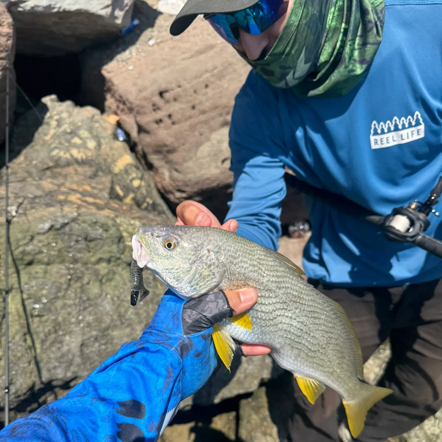 The most recent Yellowfin croaker catches on Fishbrain